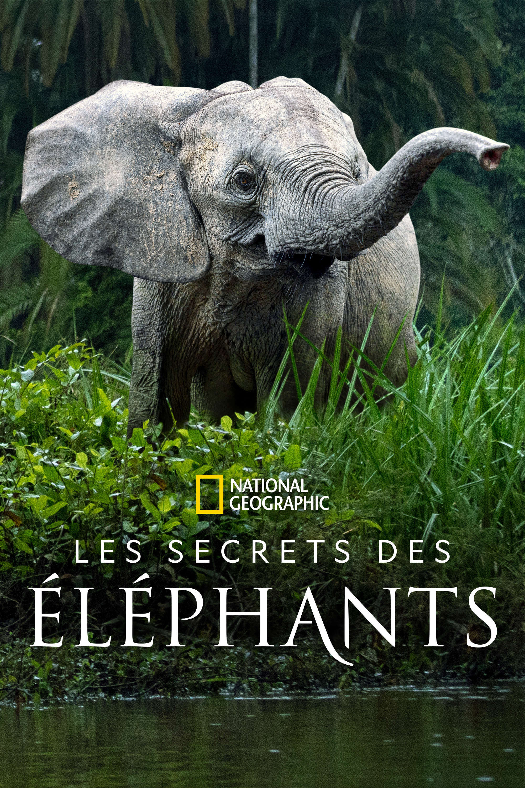 LesSecretsdesElephants.png