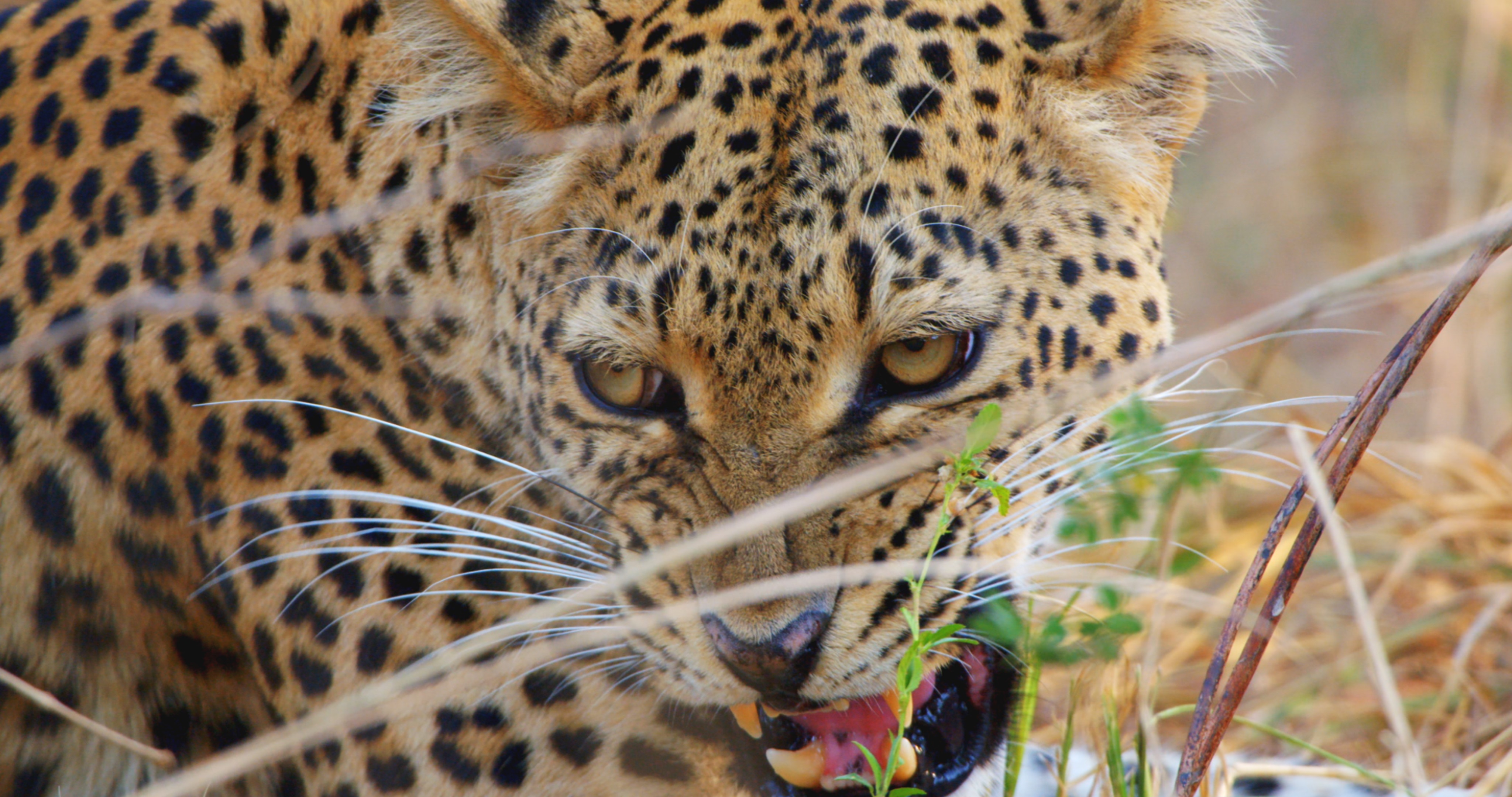 Africa's Deadliest (1).JPG