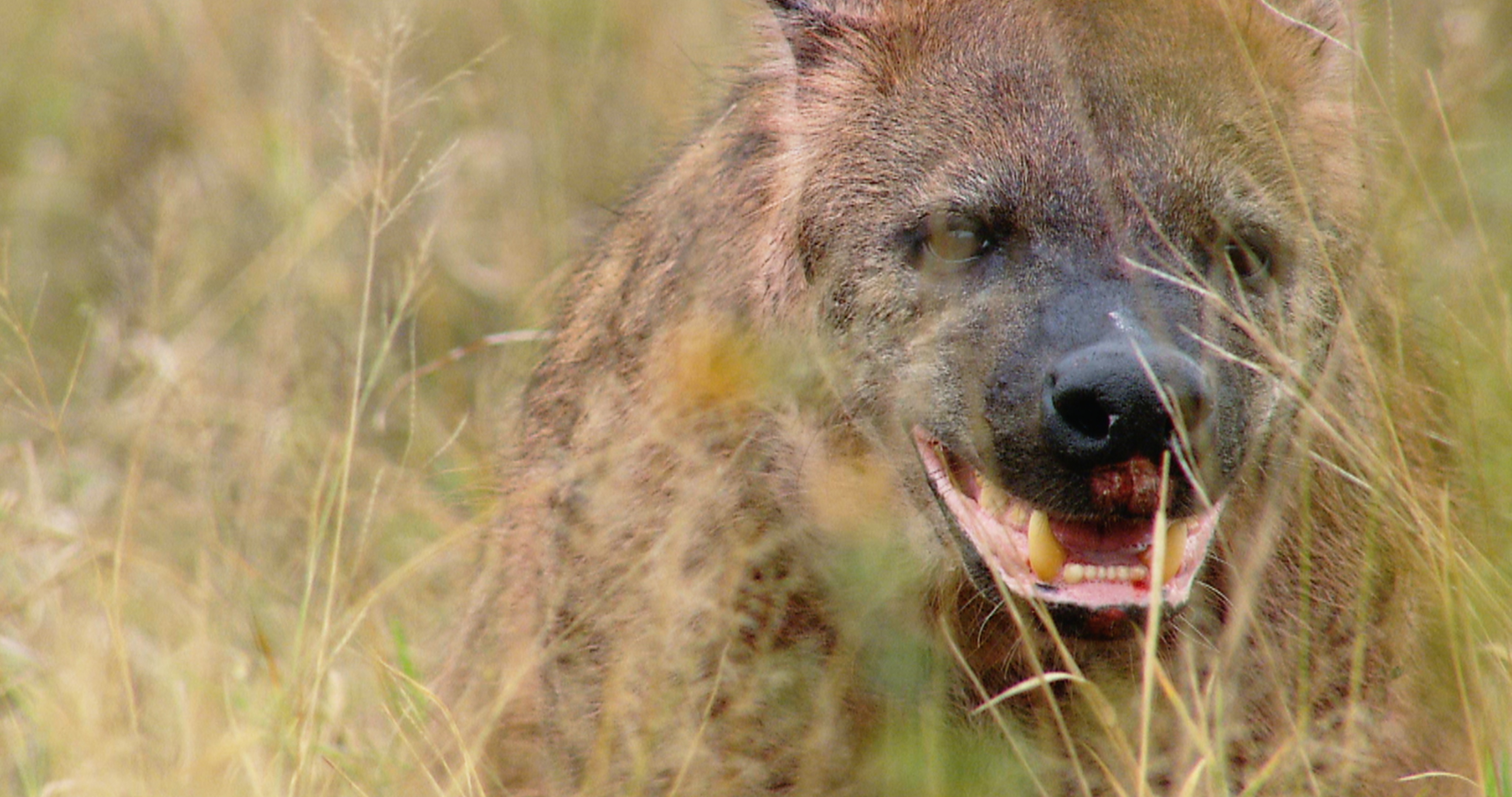 Africa's Deadliest (2).JPG