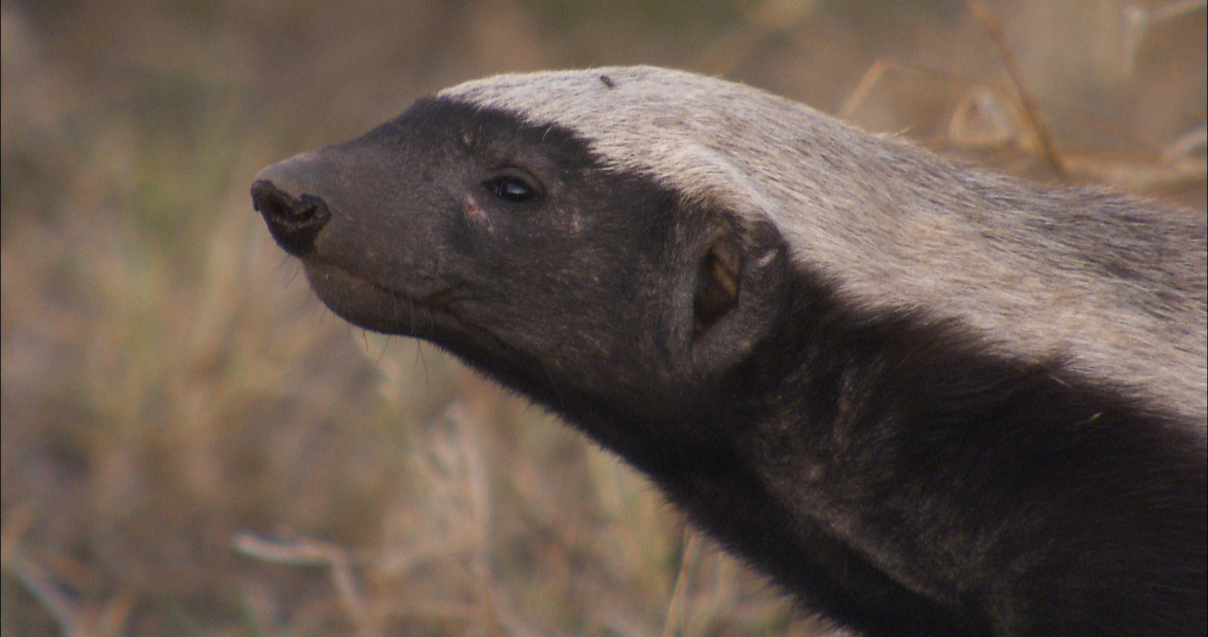 Africa's Deadliest (3).JPG