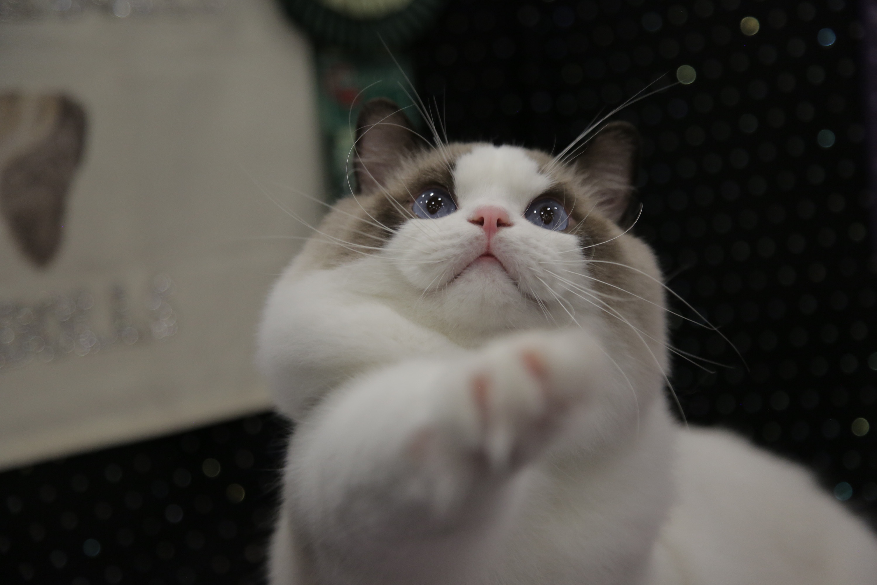 Amour, gloire et pâtées (4).jpg