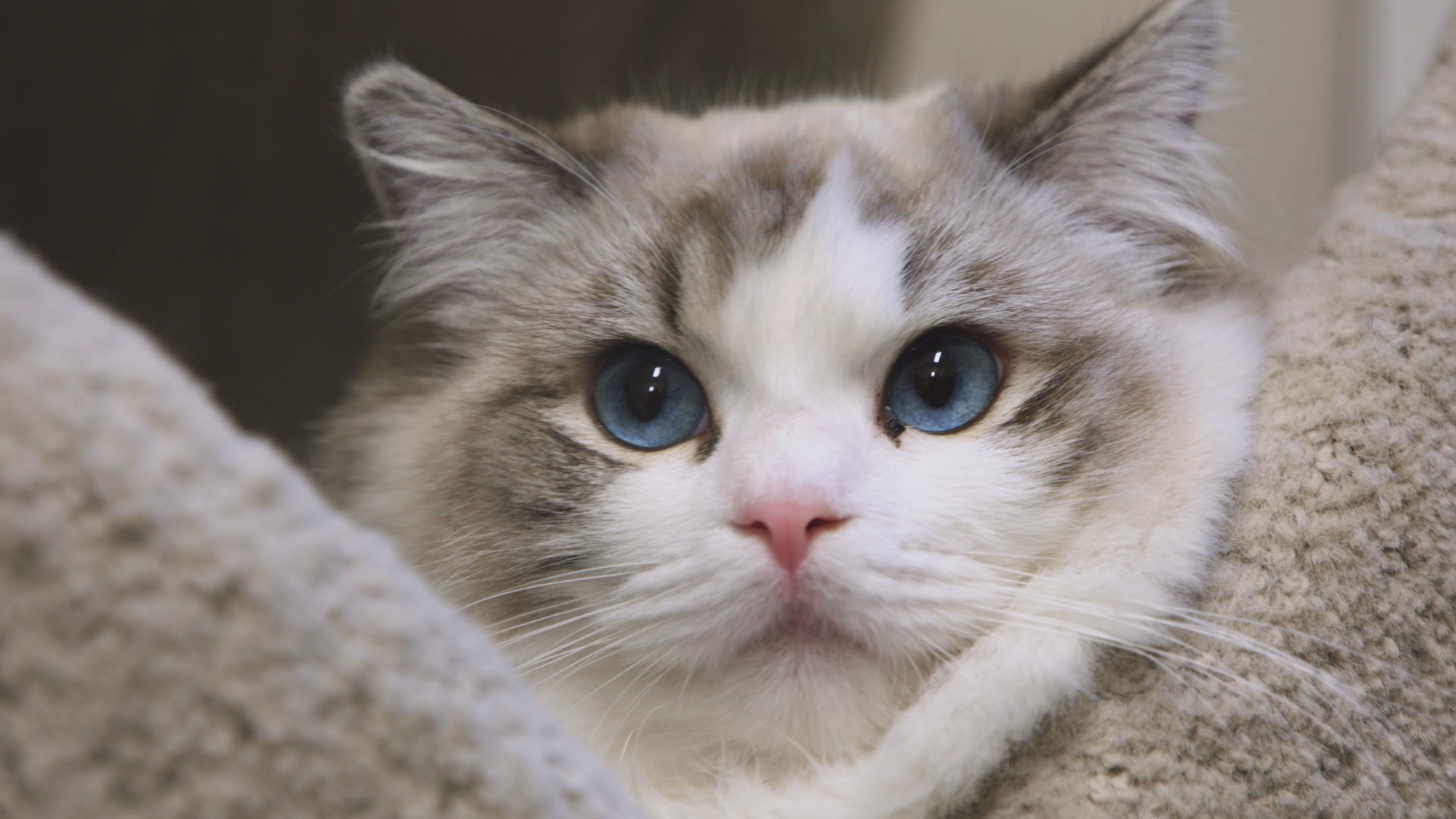 Amour, gloire et pâtées (5).jpg