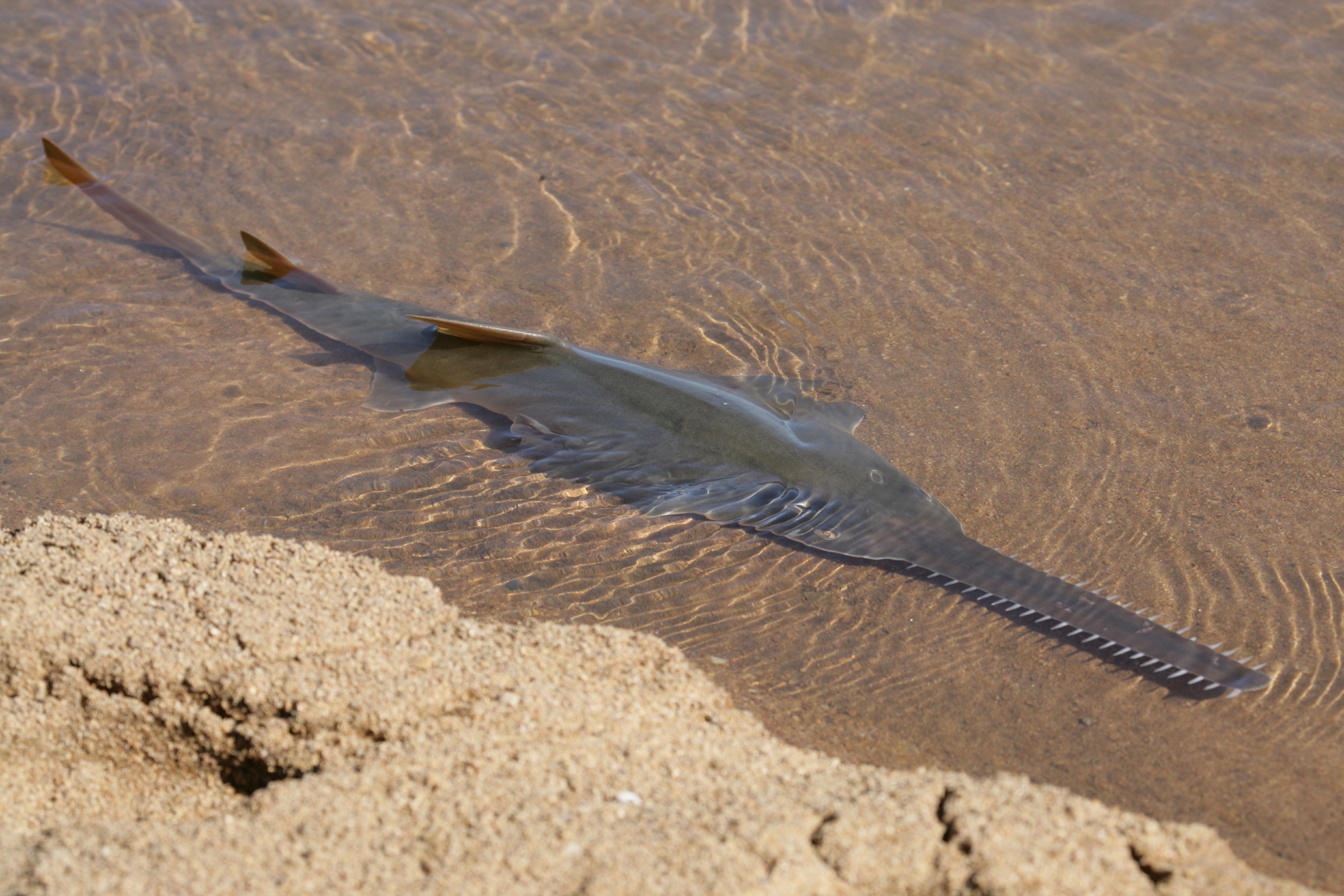 Bêtes de poissons (1).JPG