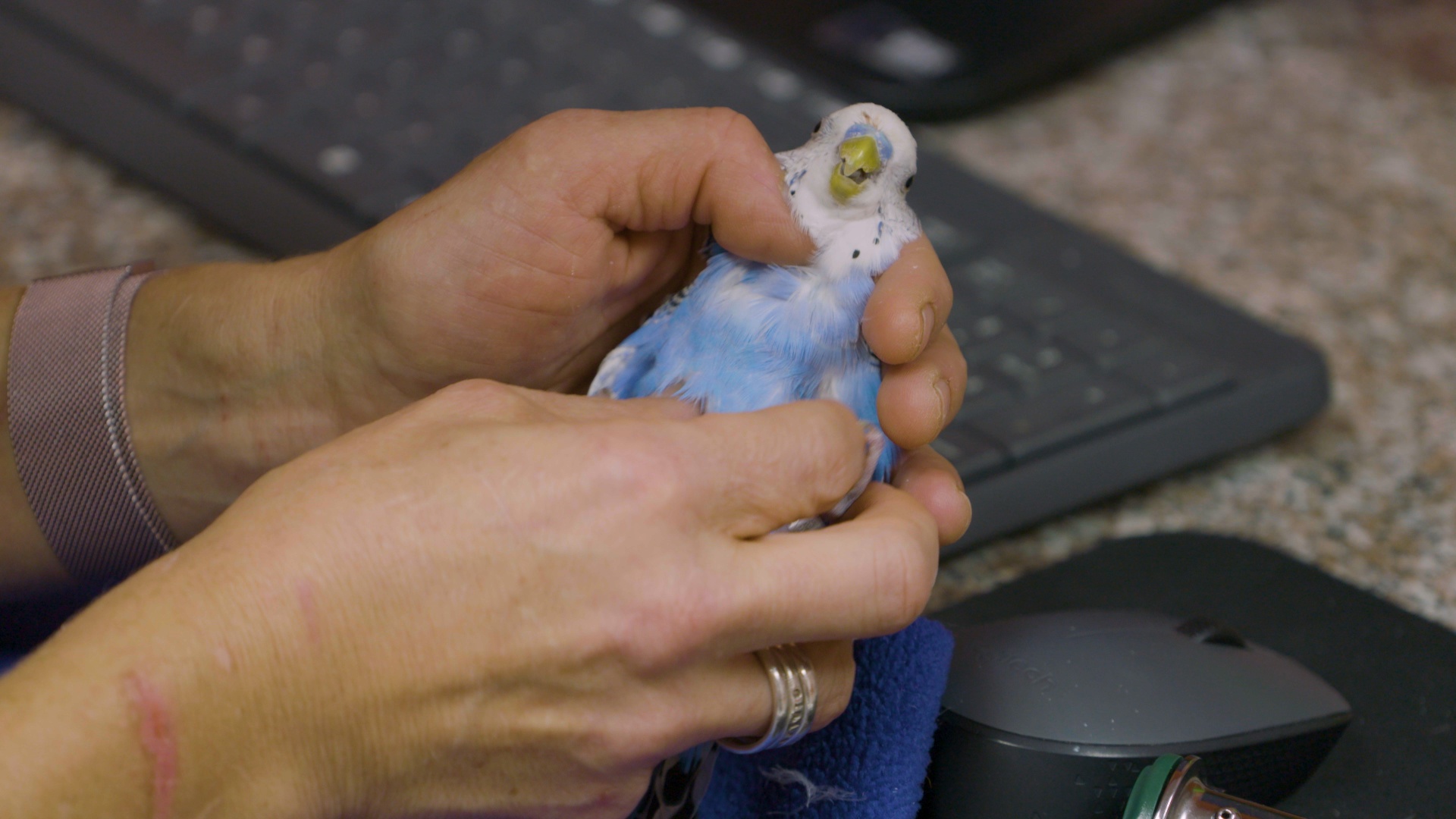 La clinique des animaux exotiques - Gargouillis suspects (1).JPG