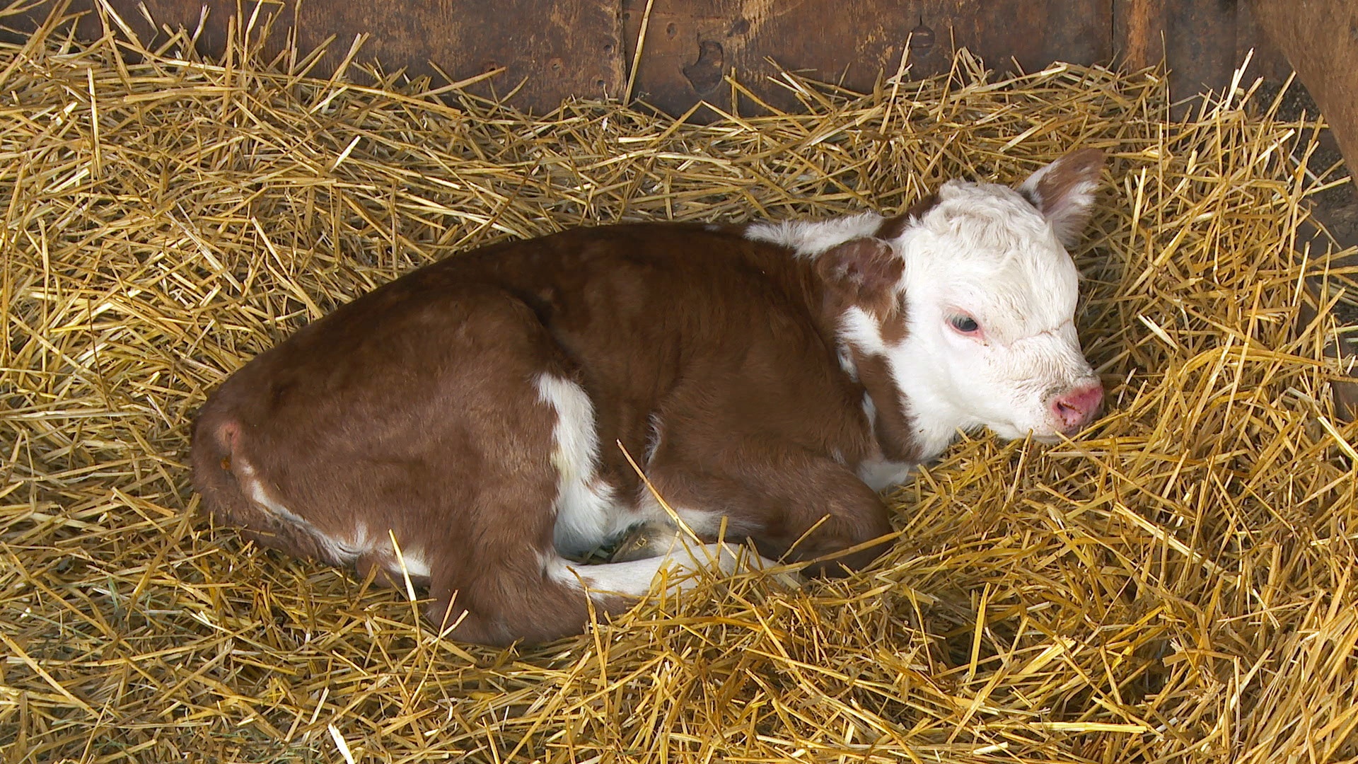 L'incroyable Dr Pol - Nuit et jour (3).JPG