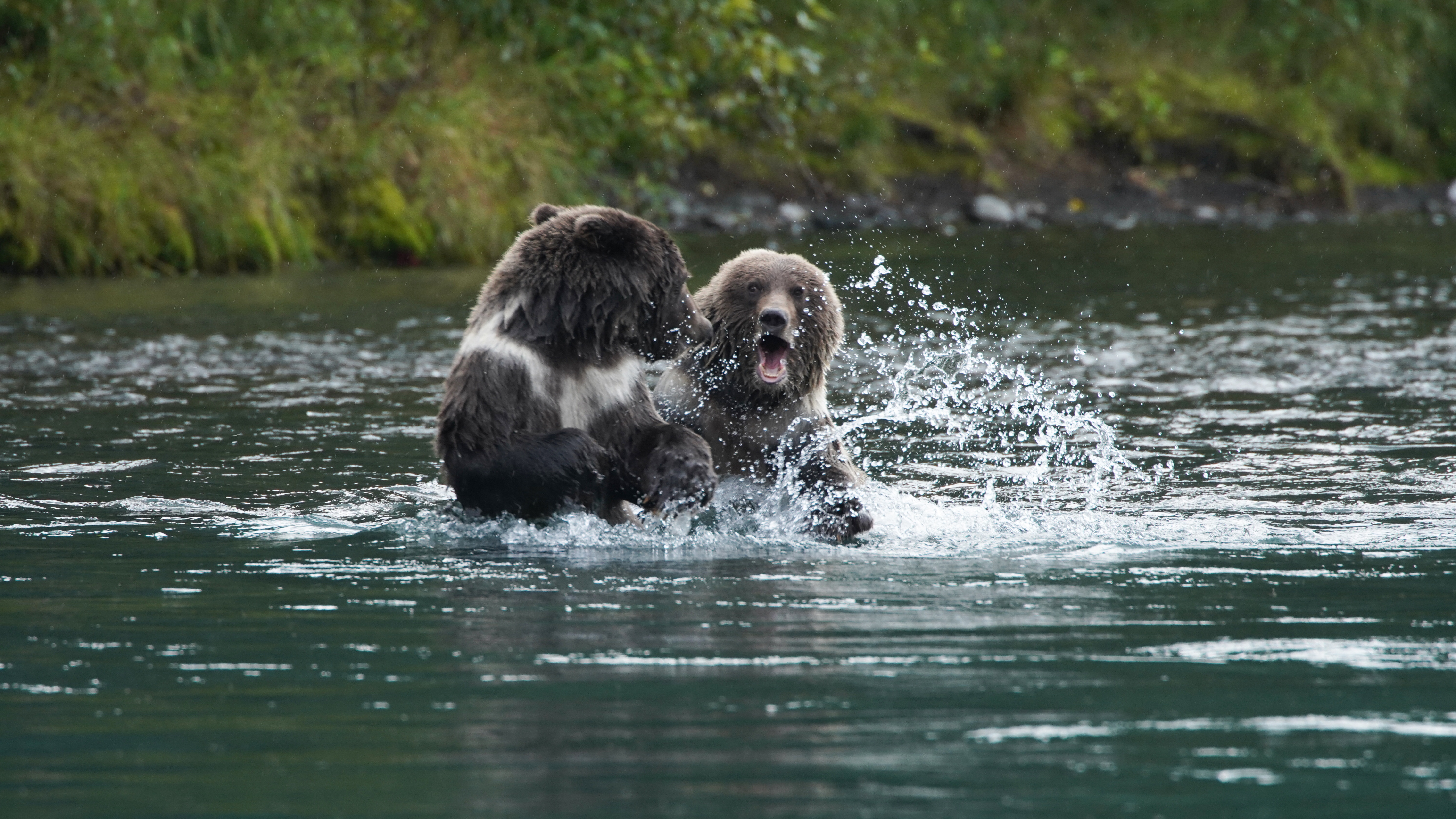SOS Animaux Alaska - des ours, des saumons et des frasques (3).jpg