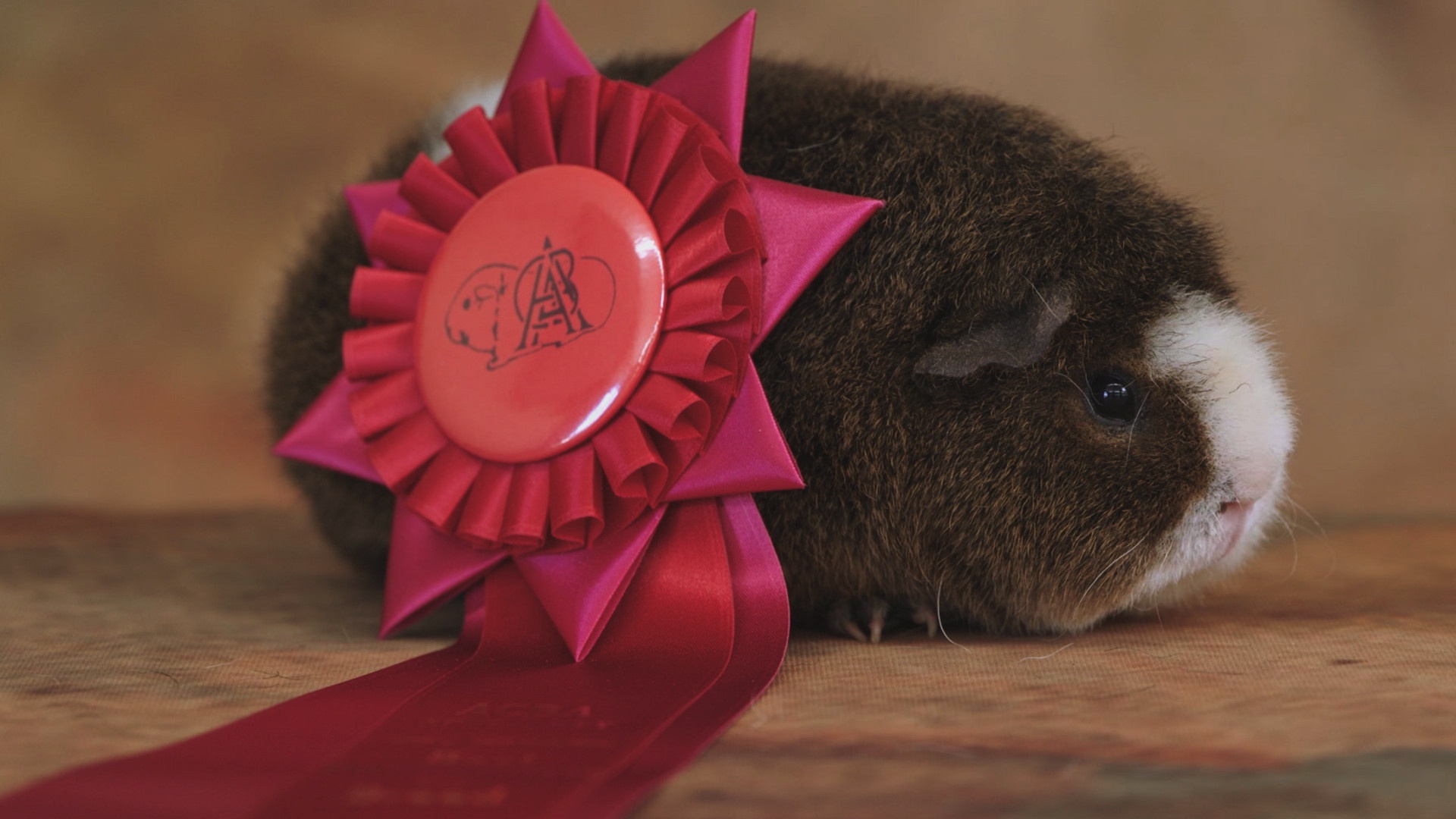 Bêtes de gloire (9).jpg