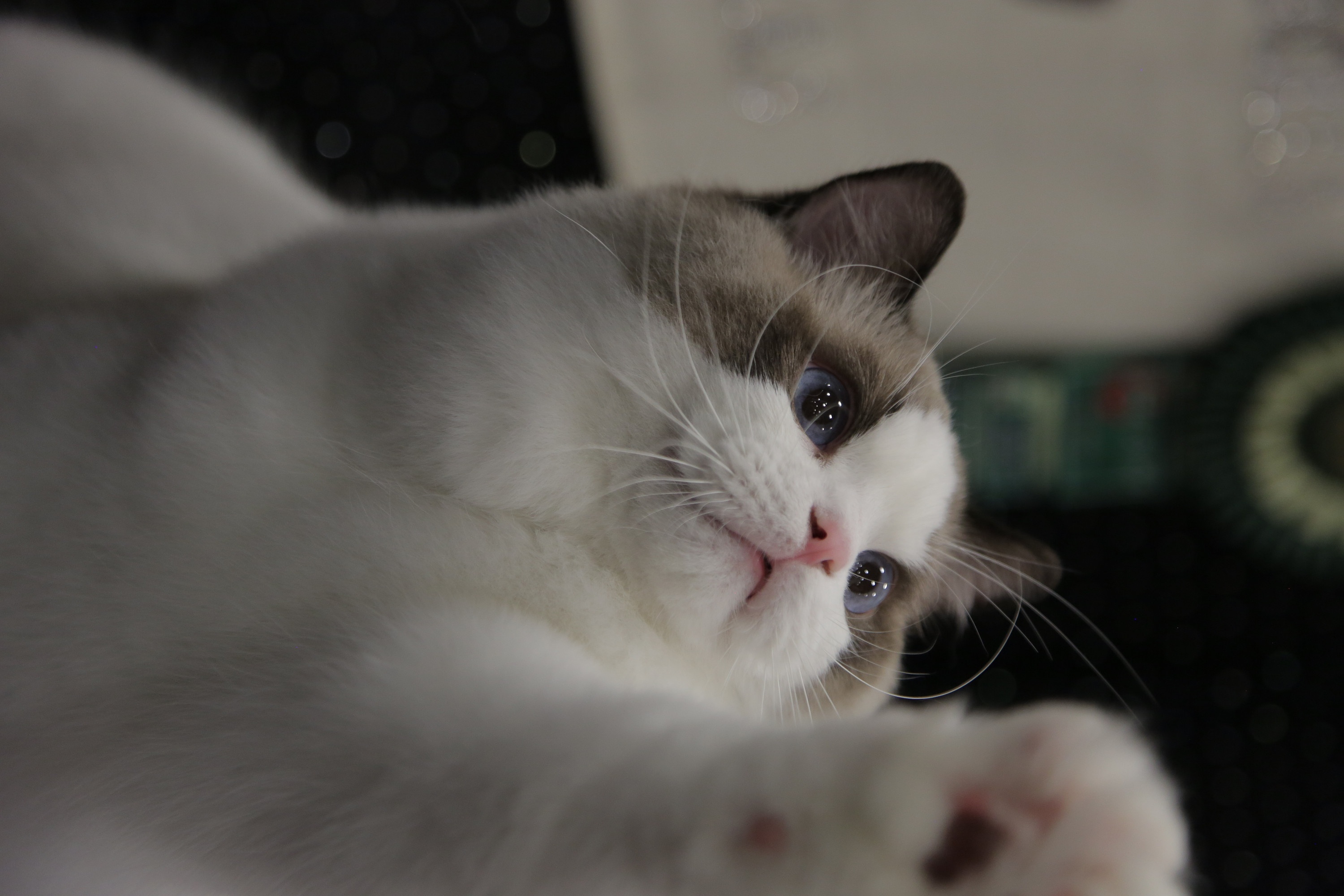 Bêtes de gloire (1).jpg