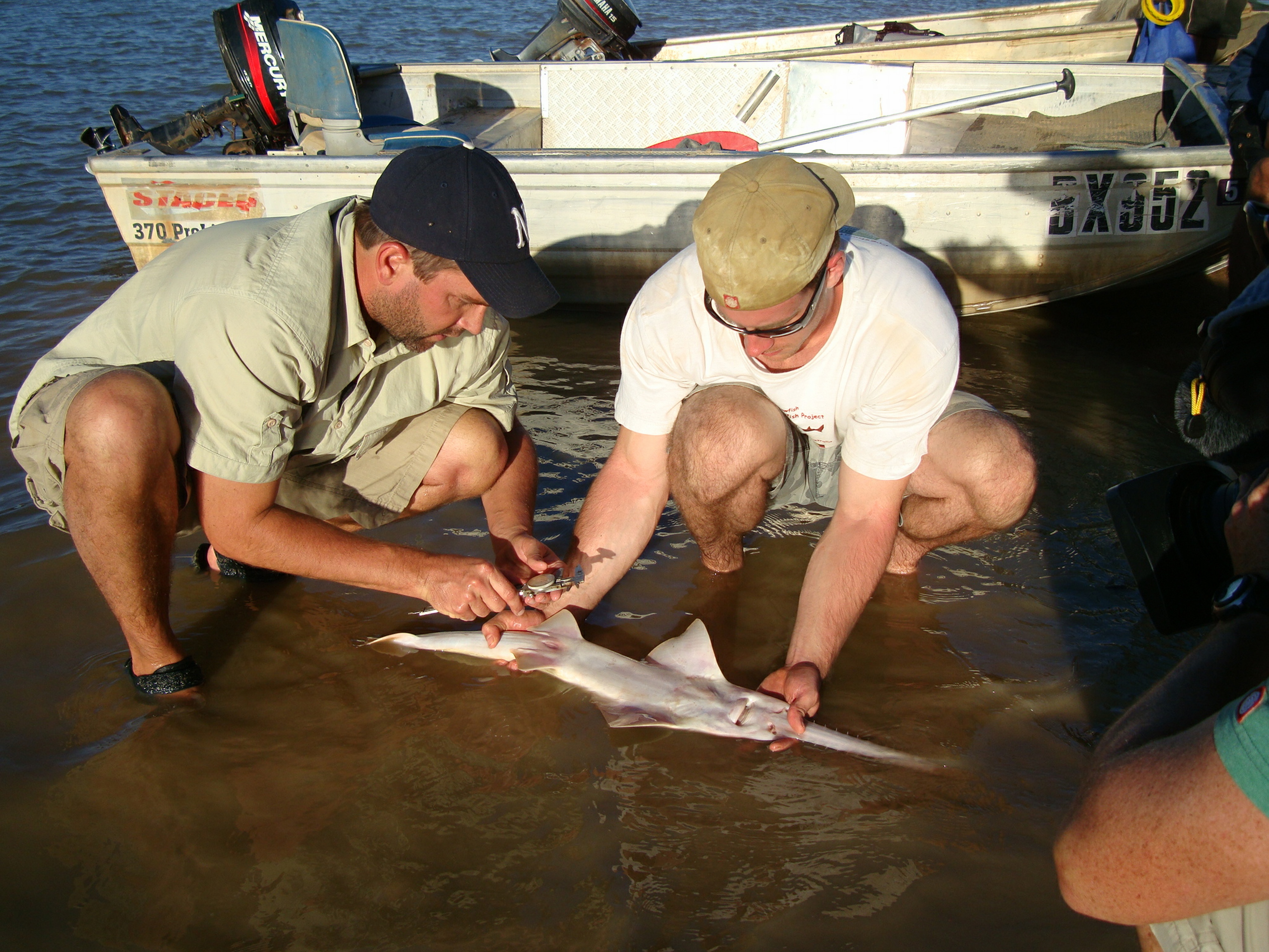 Bêtes de poissons (1).JPG