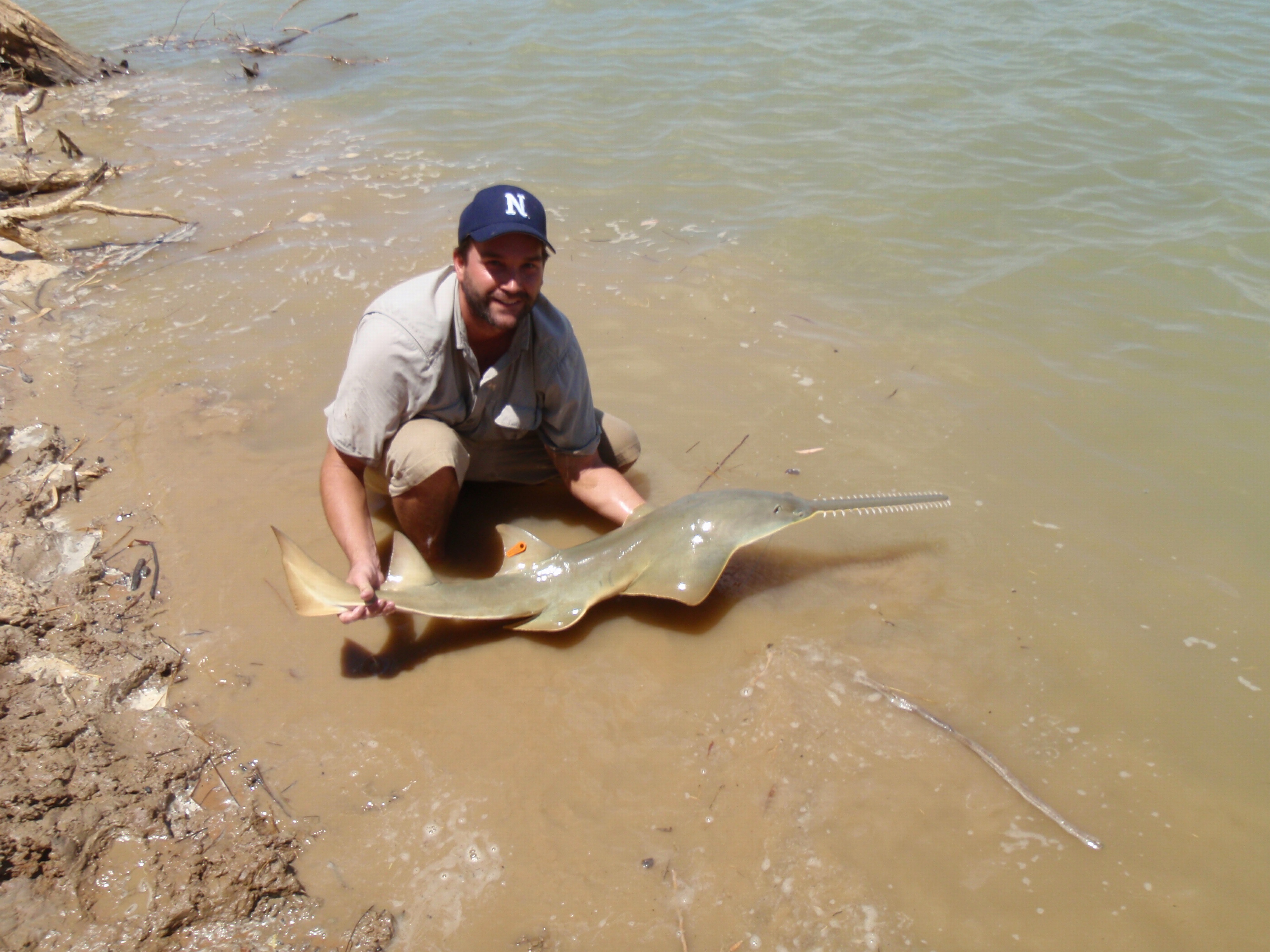 Bêtes de poissons (3).JPG