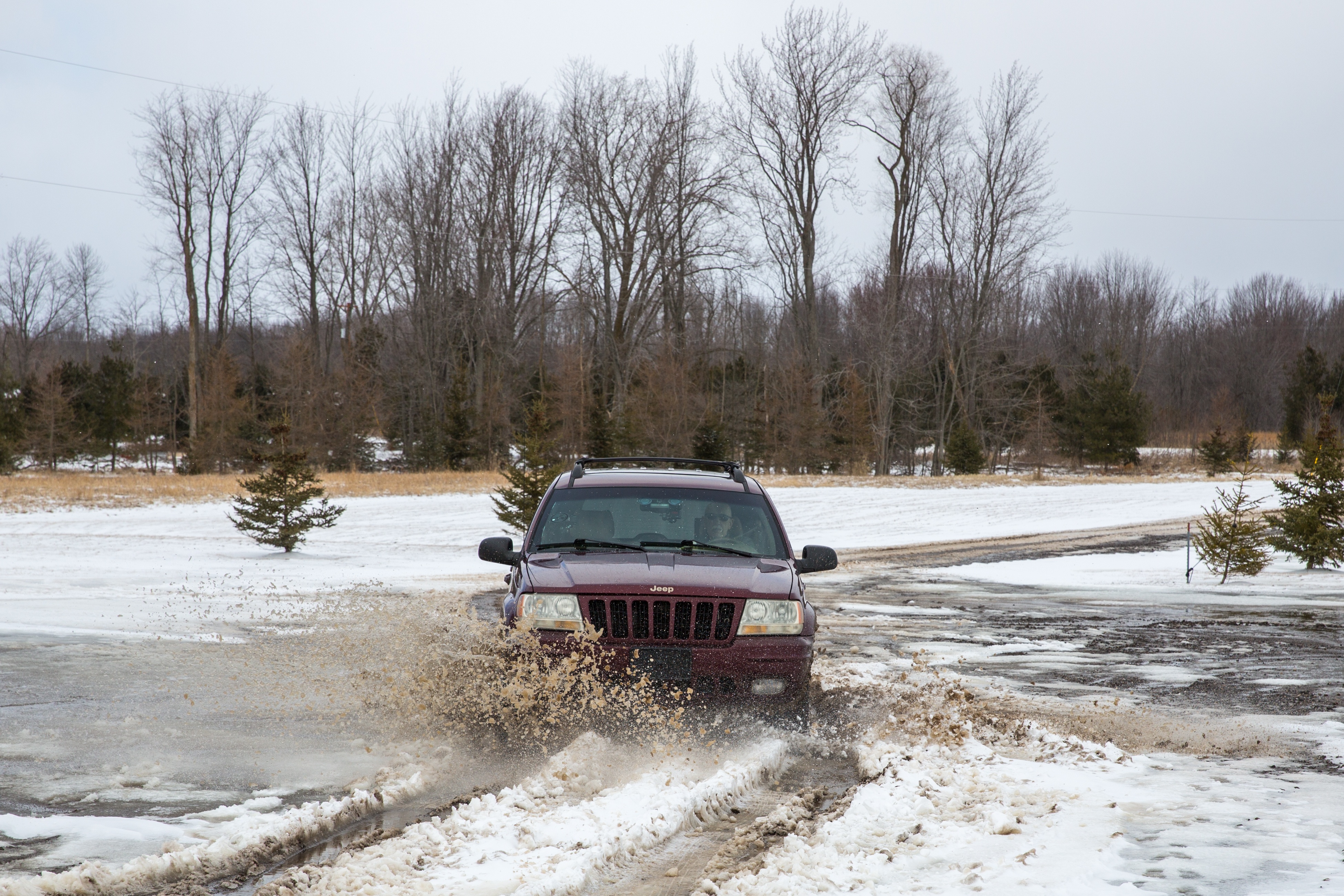 L'incroyable Dr Pol (3).jpg