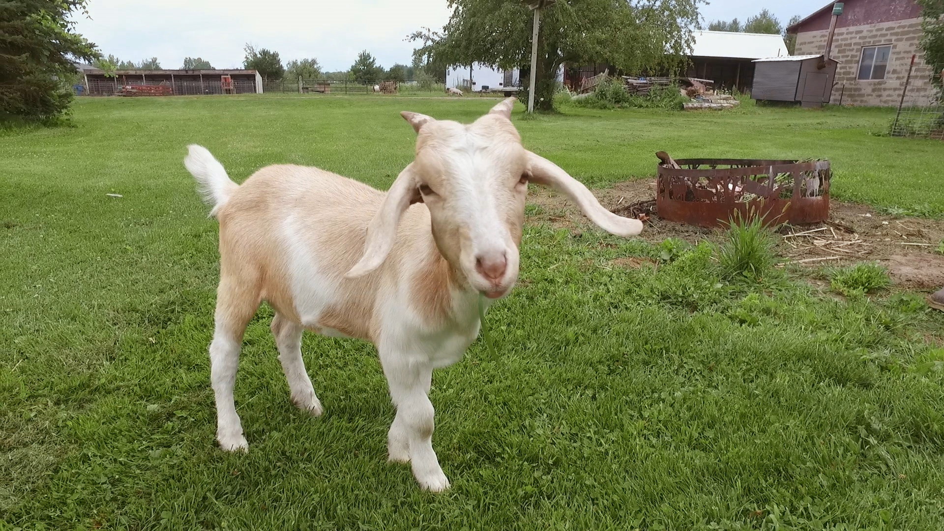 L'incroyable Dr Pol (4).JPG