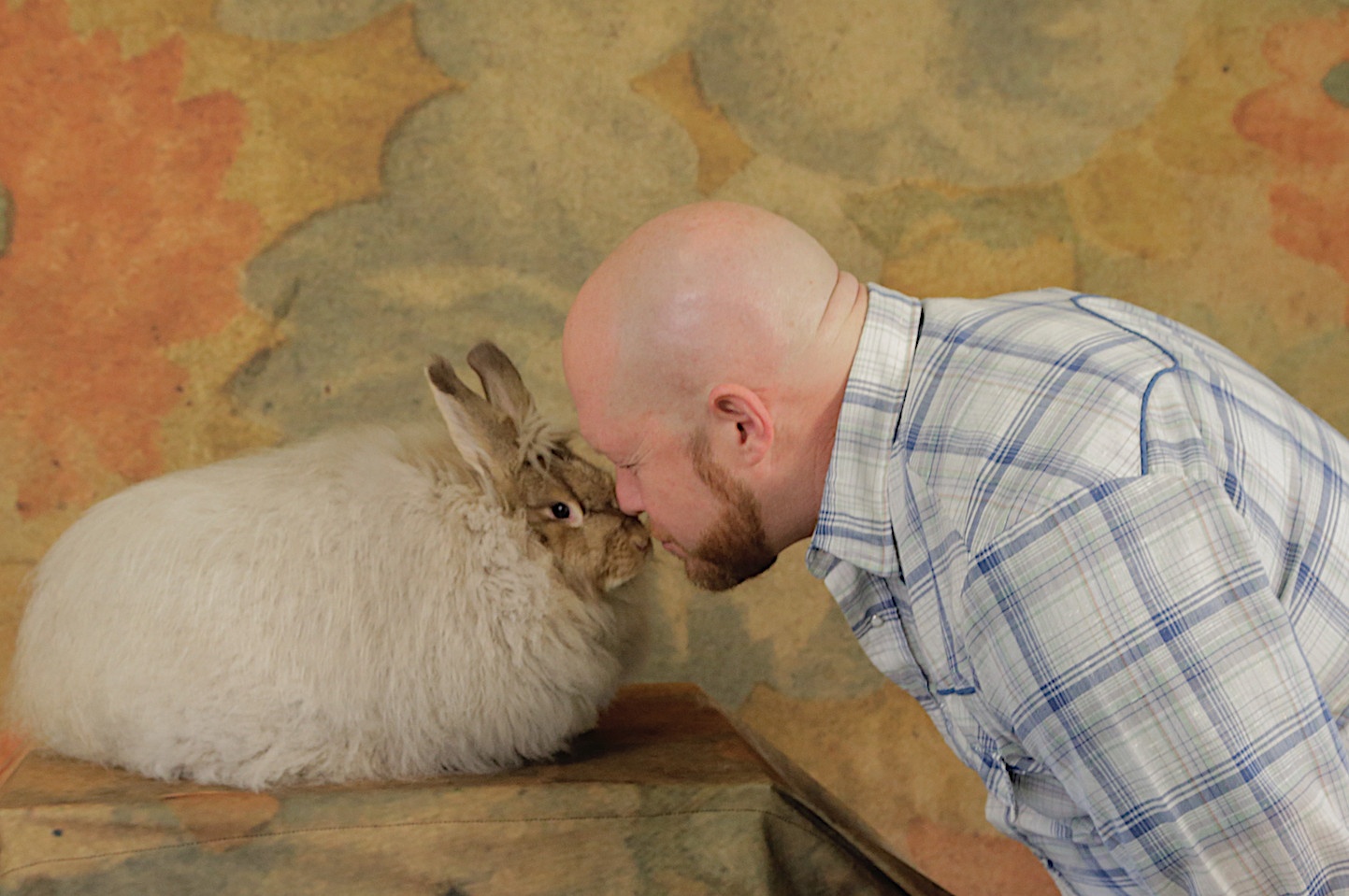 Volailles en pagaille (1).jpg