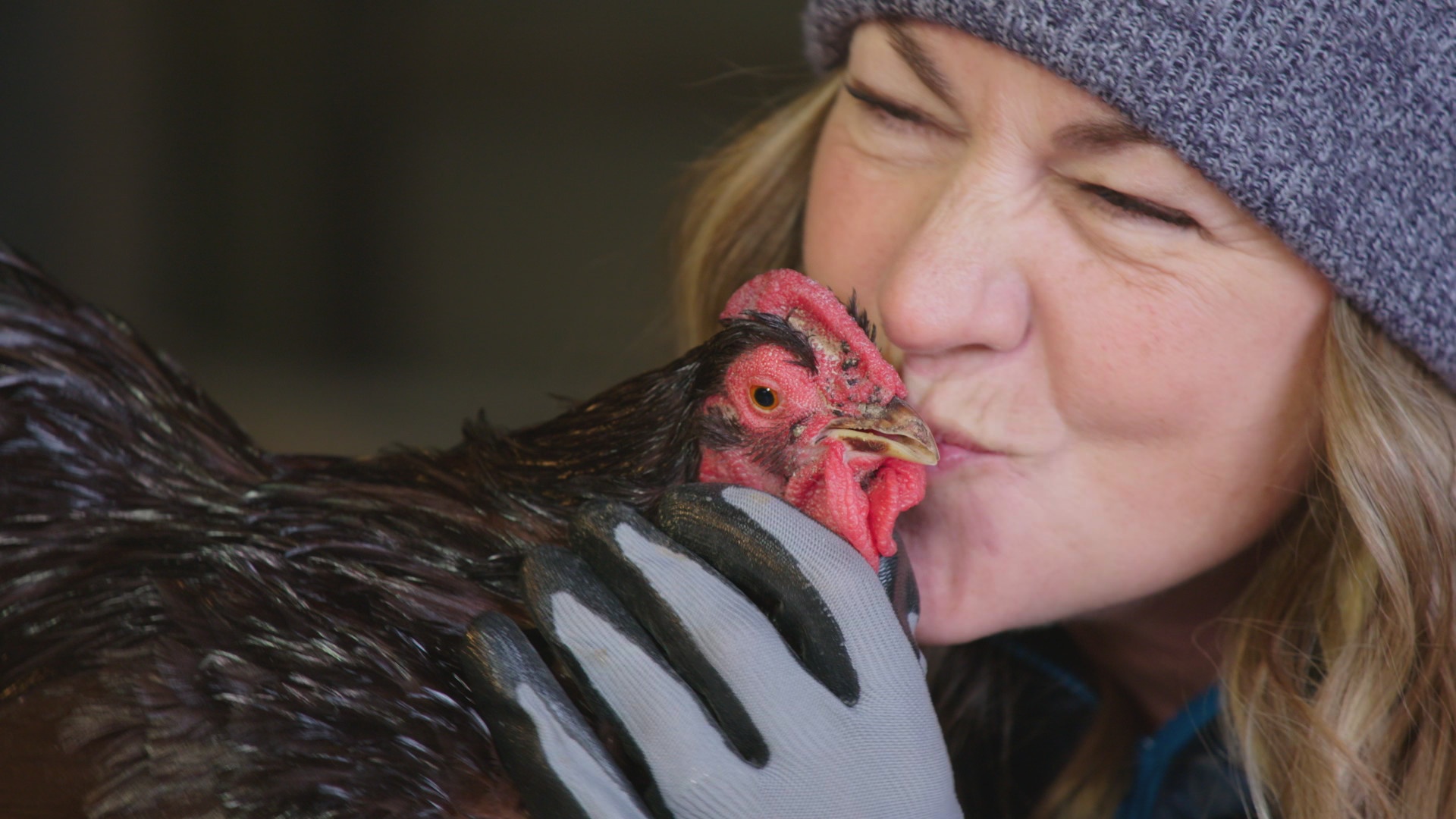 Volailles en pagaille (4).jpg