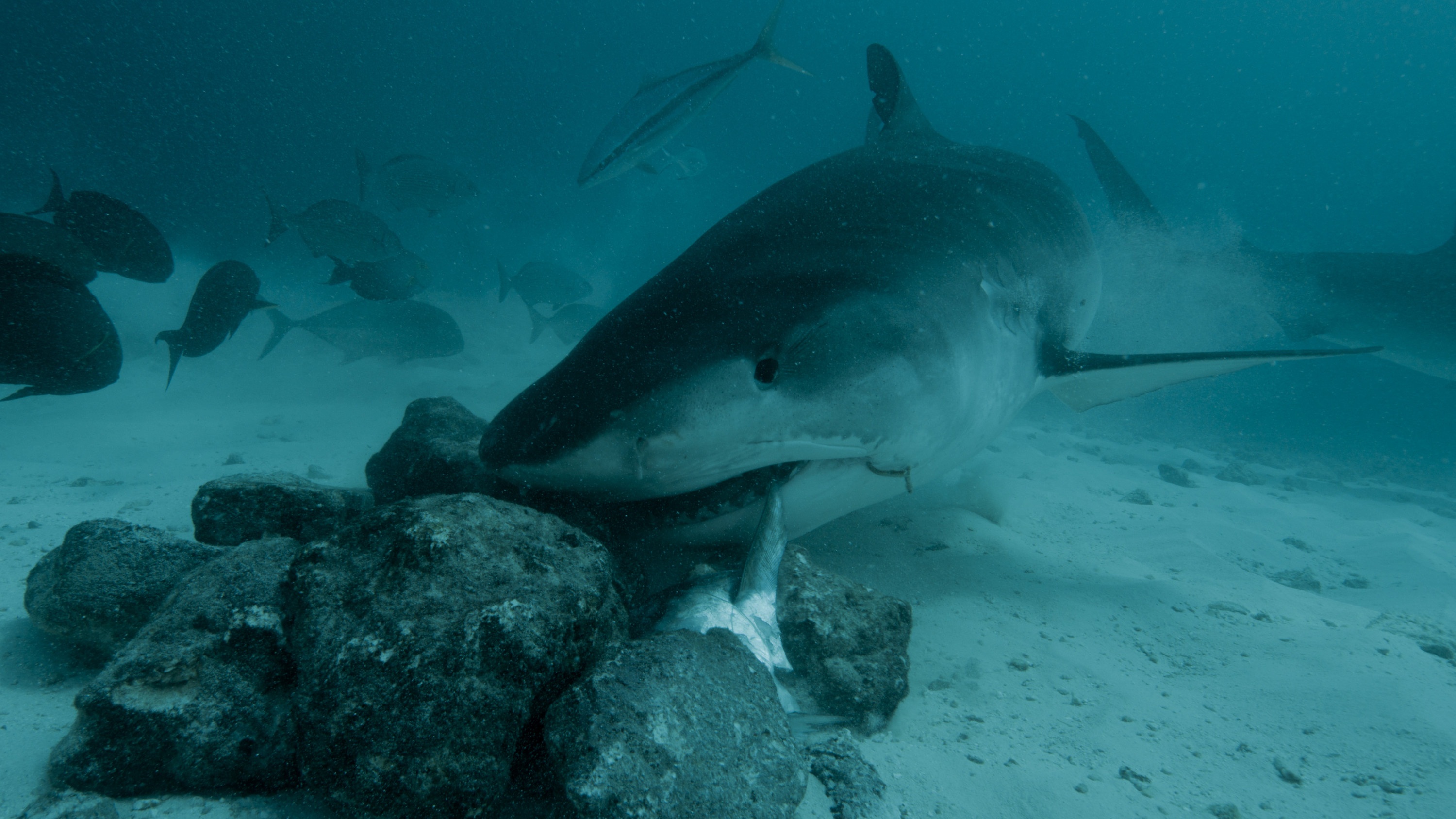 Shark Queens (2).JPG