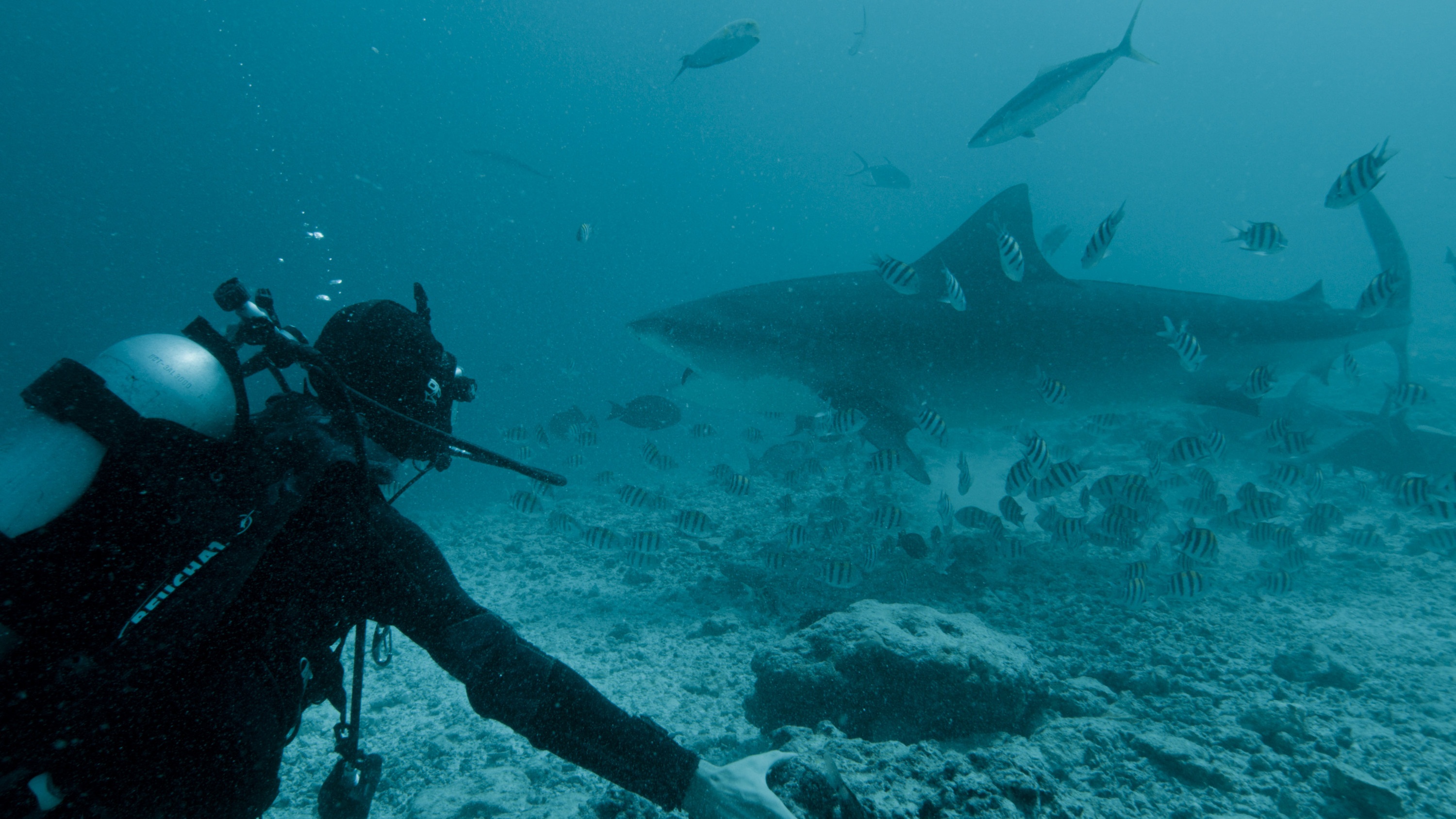 Shark Queens (3).JPG