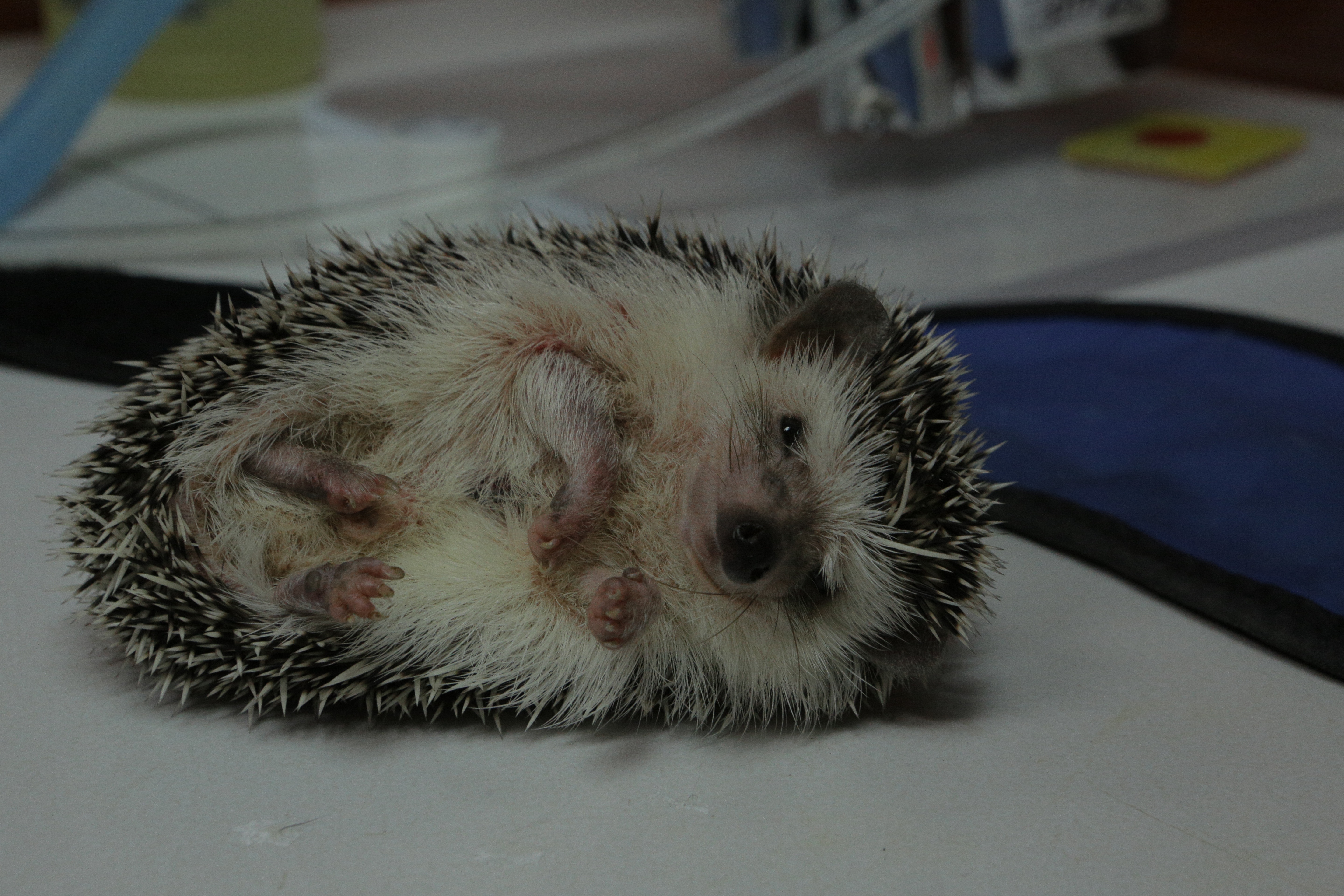 La clinique des animaux exotiques - Hérisson en chirurgie (1).jpg