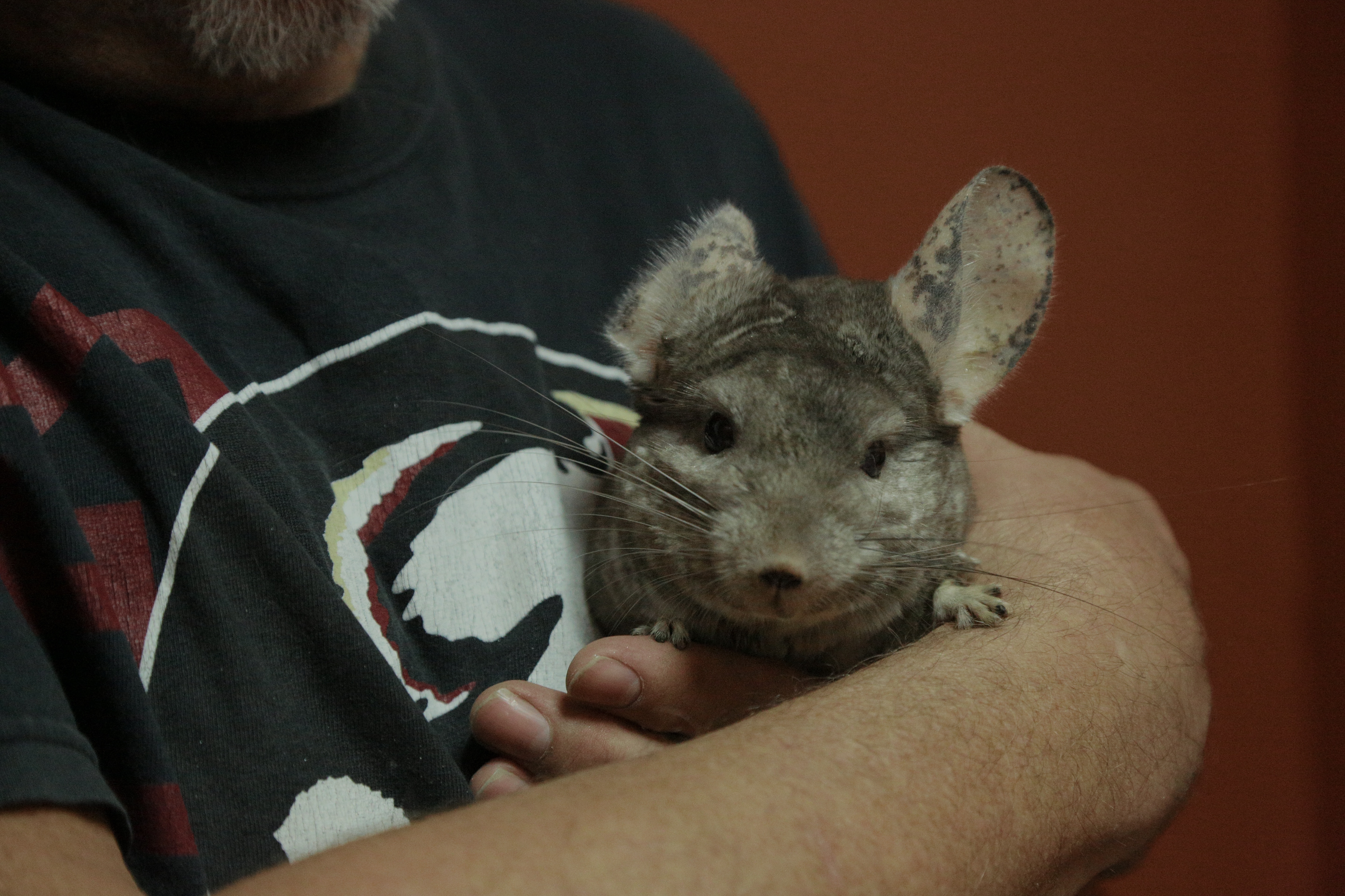 La clinique des animaux exotiques - Hérisson en chirurgie (3).jpg
