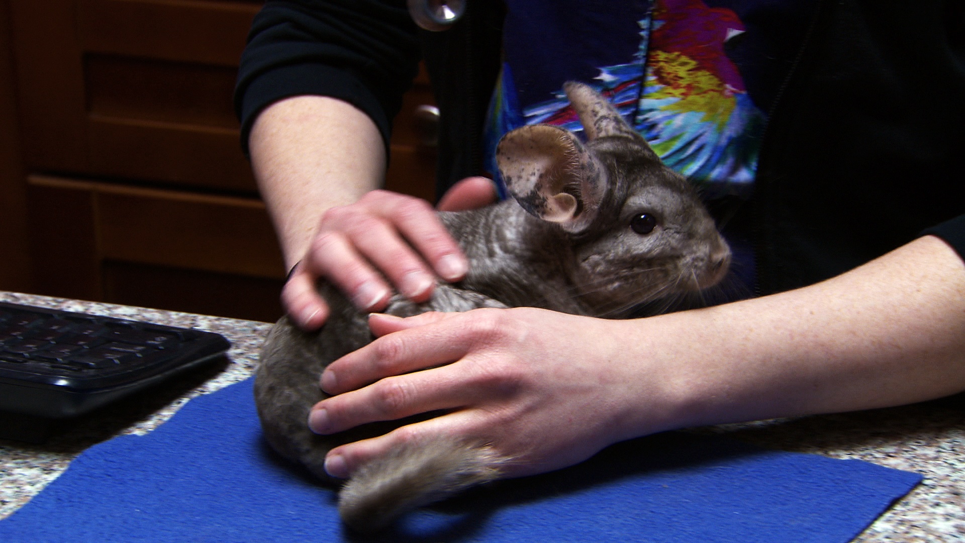 La clinique des animaux exotiques - Hérisson en chirurgie (4).jpg