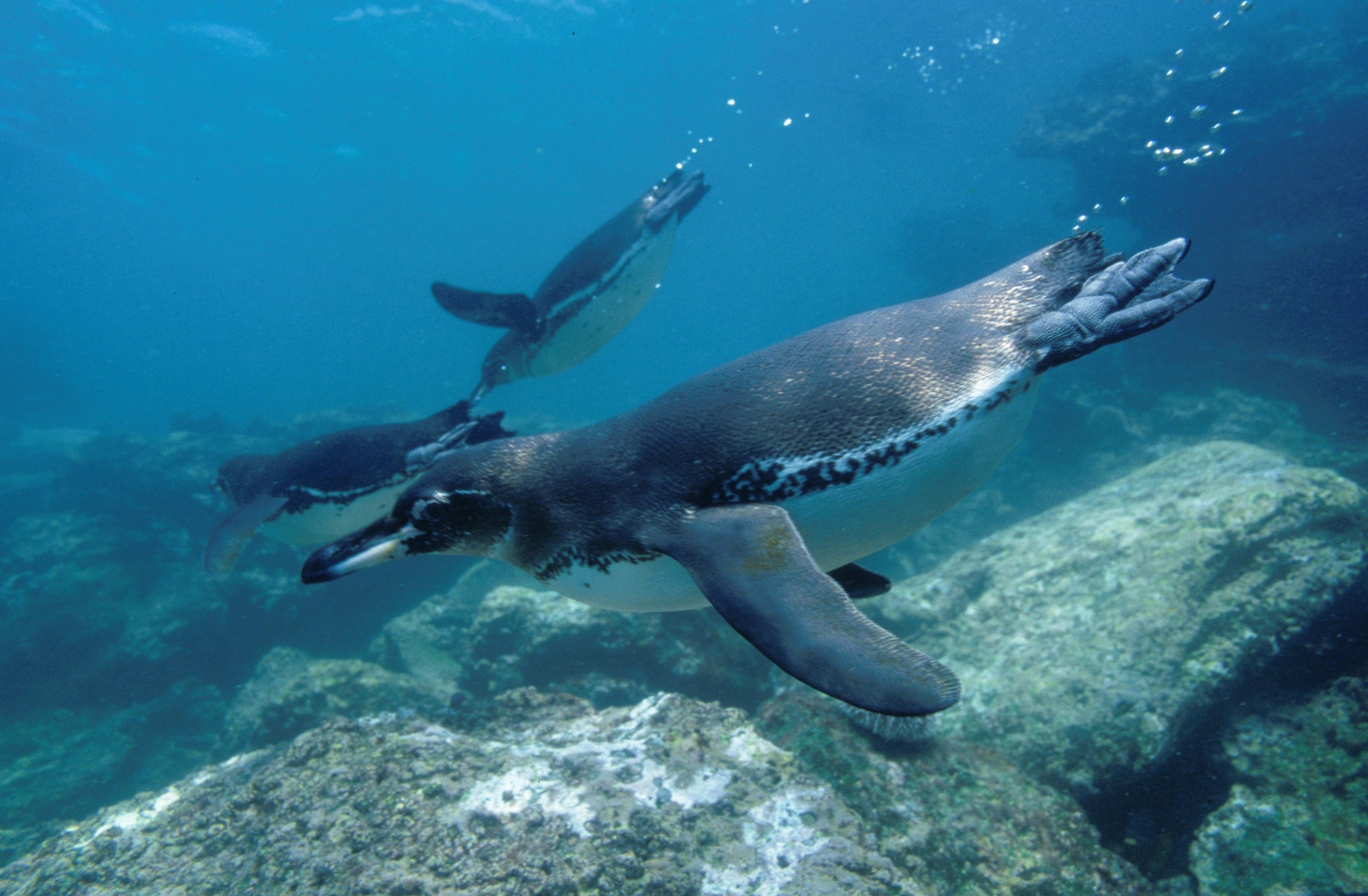 Destination Wild _ Les secrets de l'Équateur - Les îles Galápagos (2).jpg
