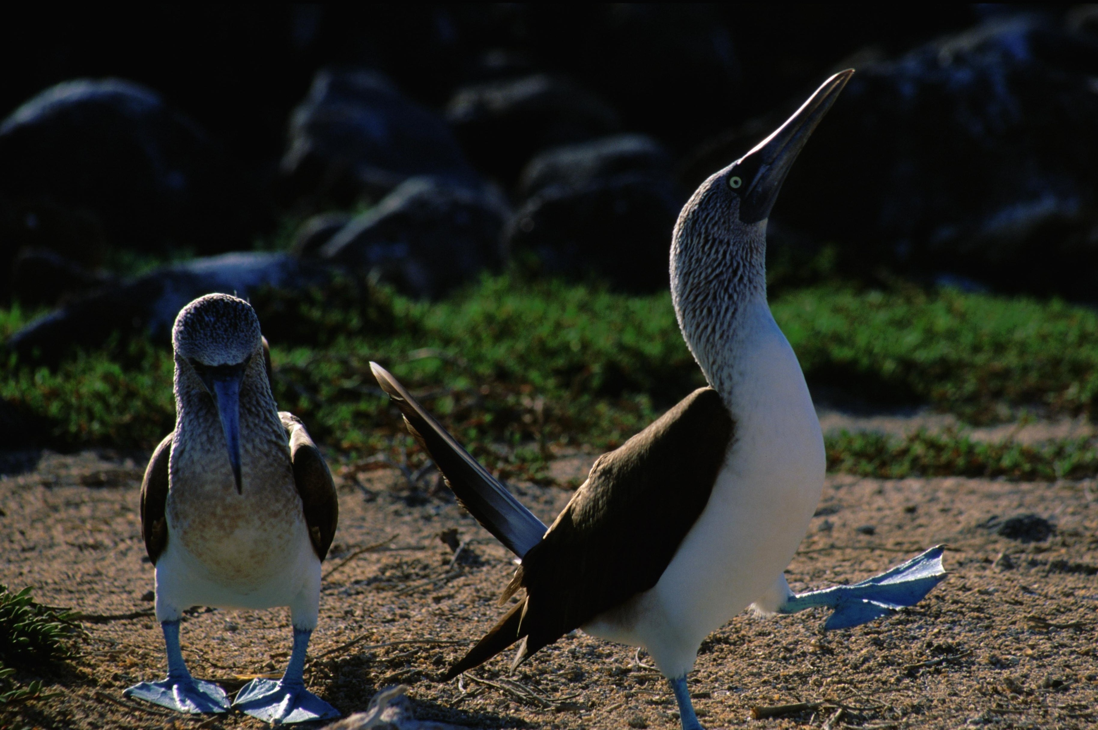 Destination Wild _ Les secrets de l'Équateur - Les îles Galápagos (1).jpg