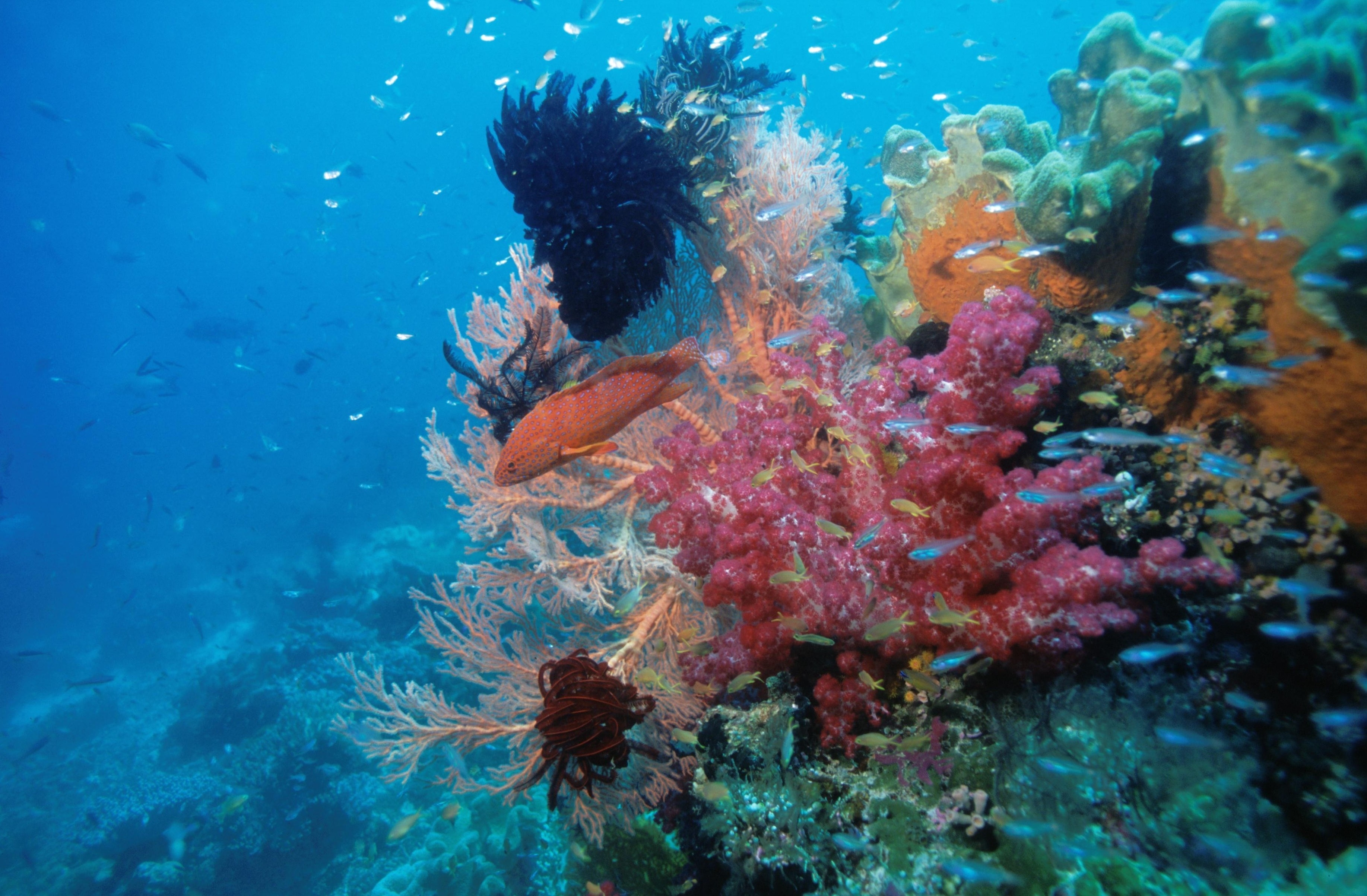 Destination Wild  Les secrets de l'Équateur - Royaume de corail(1).jpg