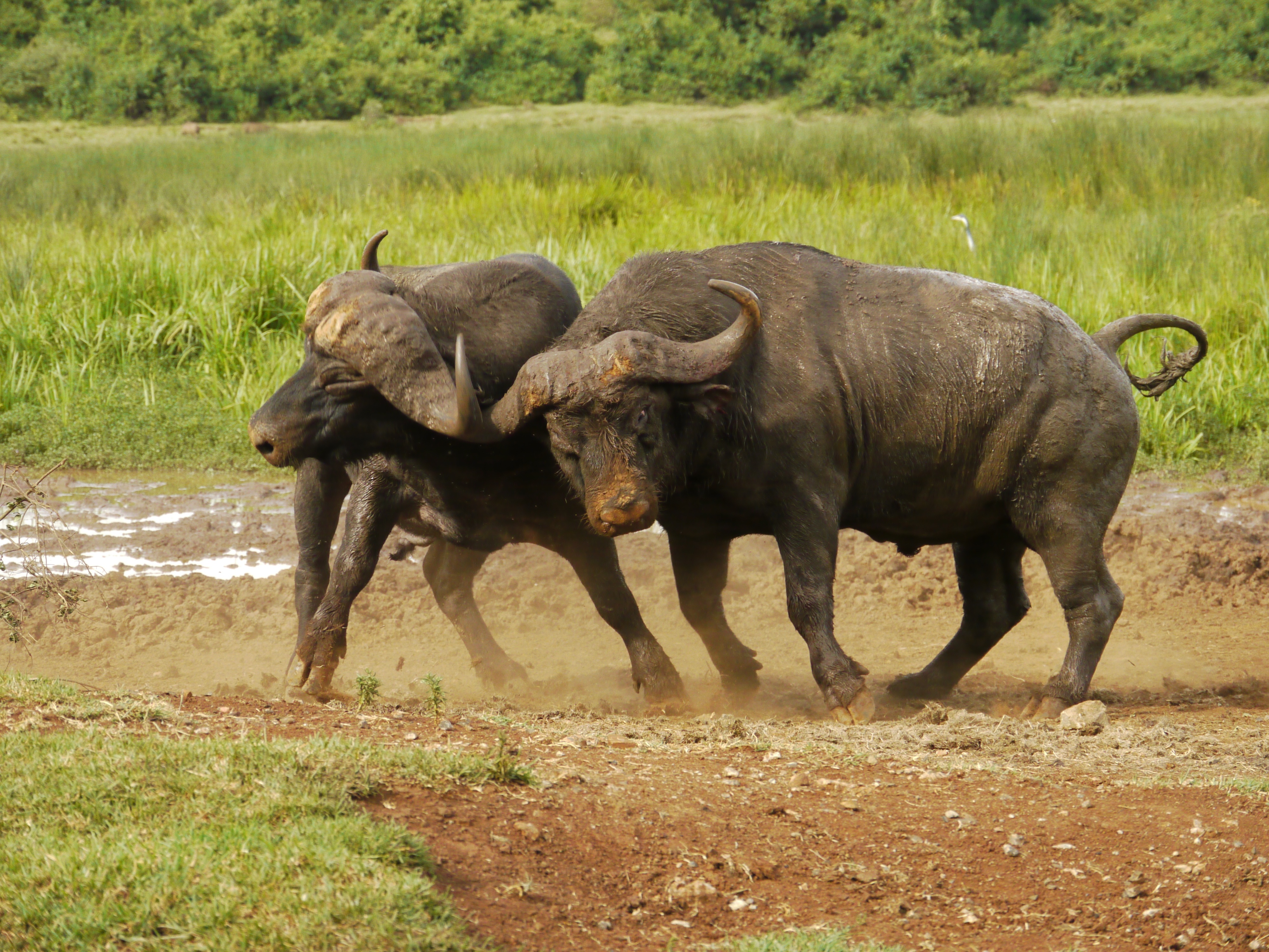Animal Fight Club  La savane (2).JPG