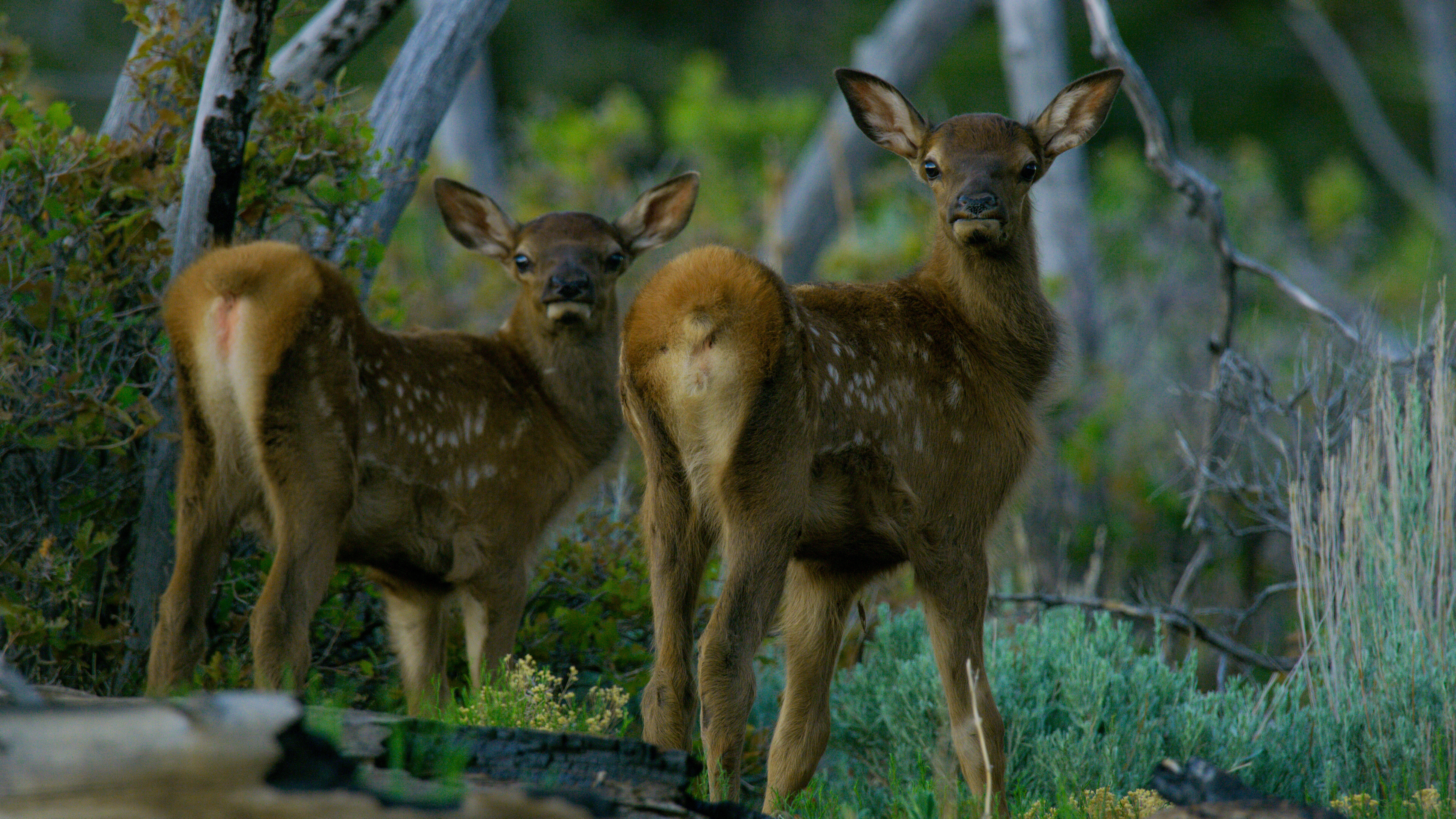 Au cœur des grands parcs américains Grand Canyon (2).jpg