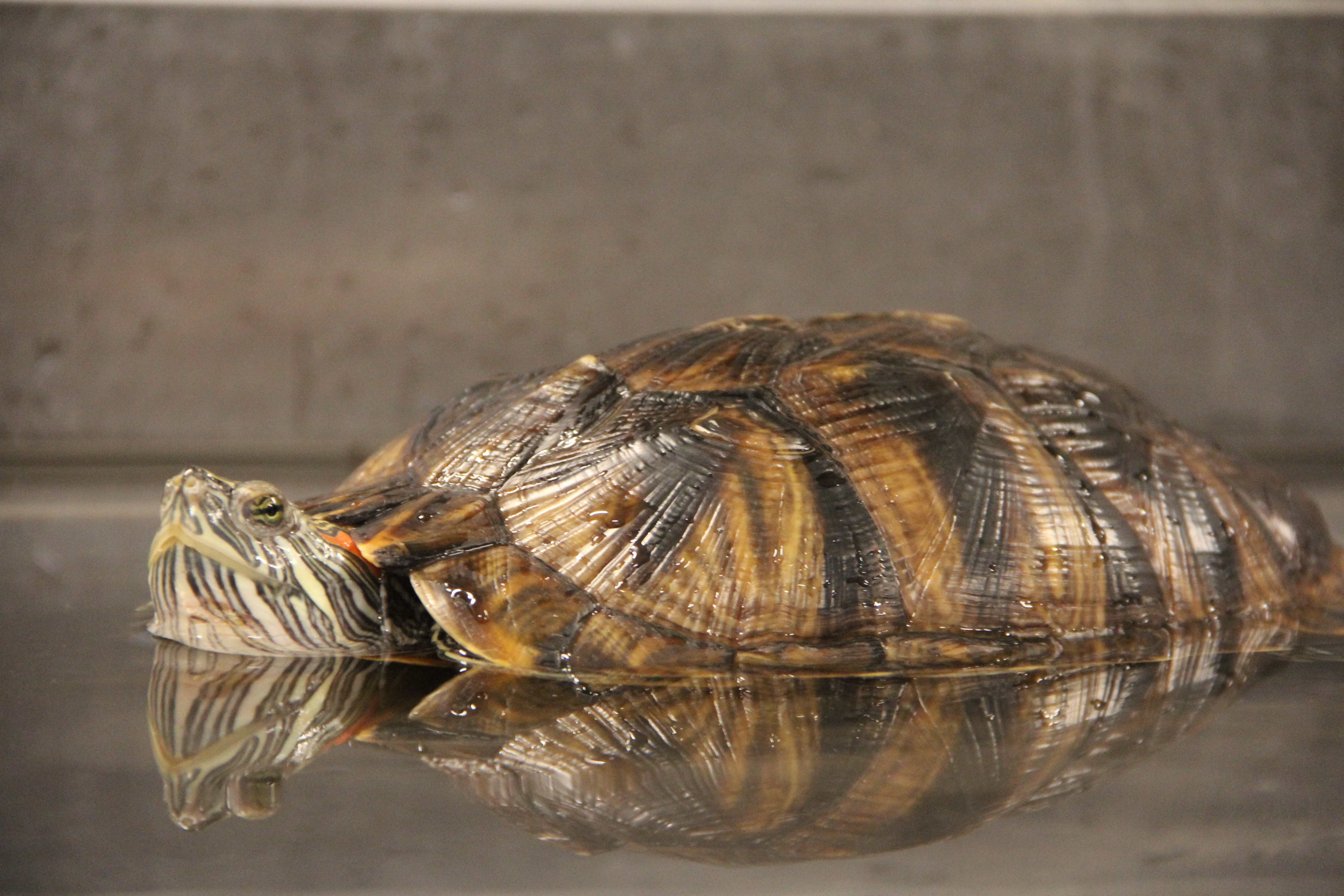 Dr T, vétérinaire du Texas  La famille tortue (1).jpg