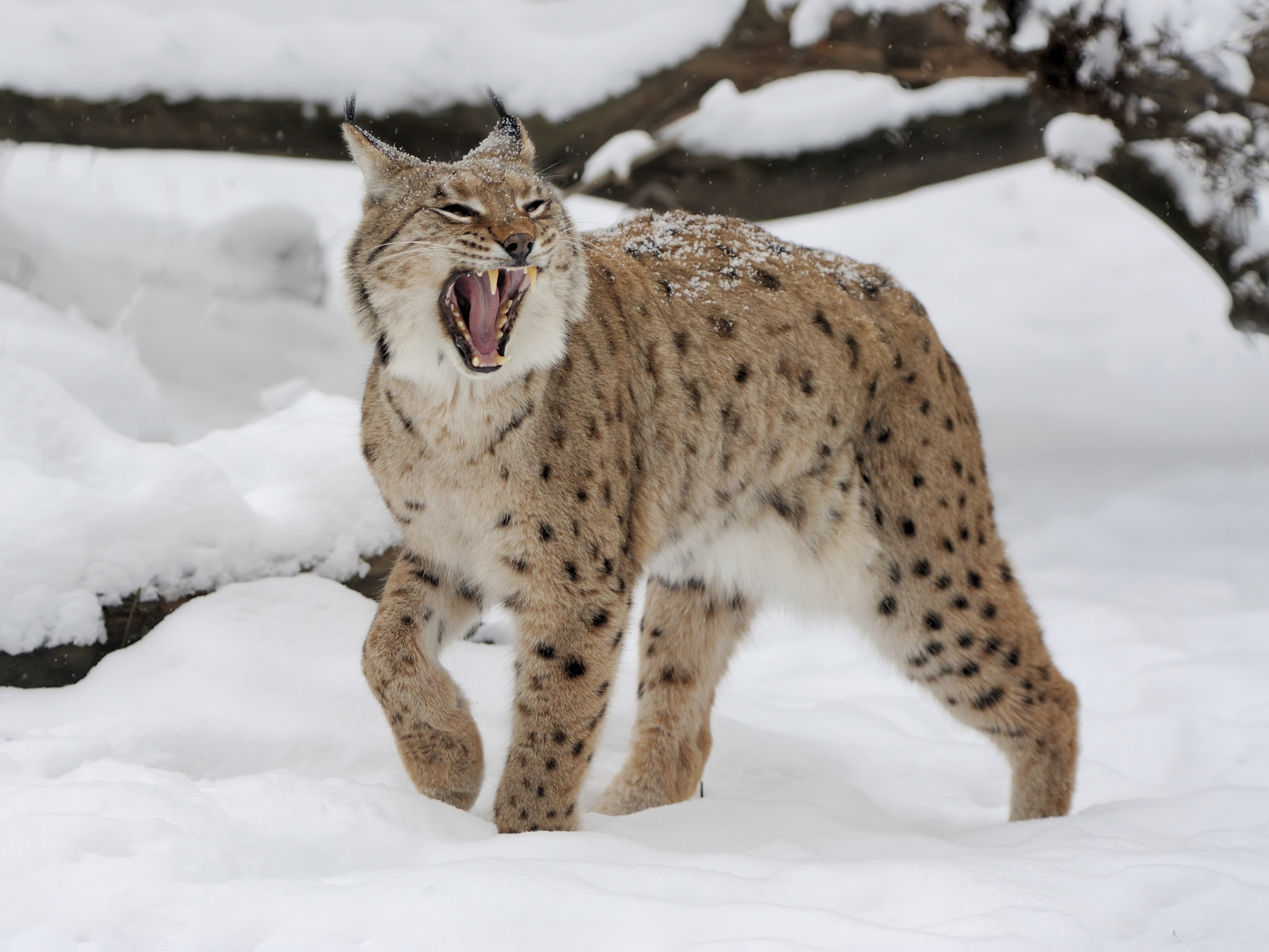 Animal Fight Club  Grizzlys et  guanacos (2).jpg