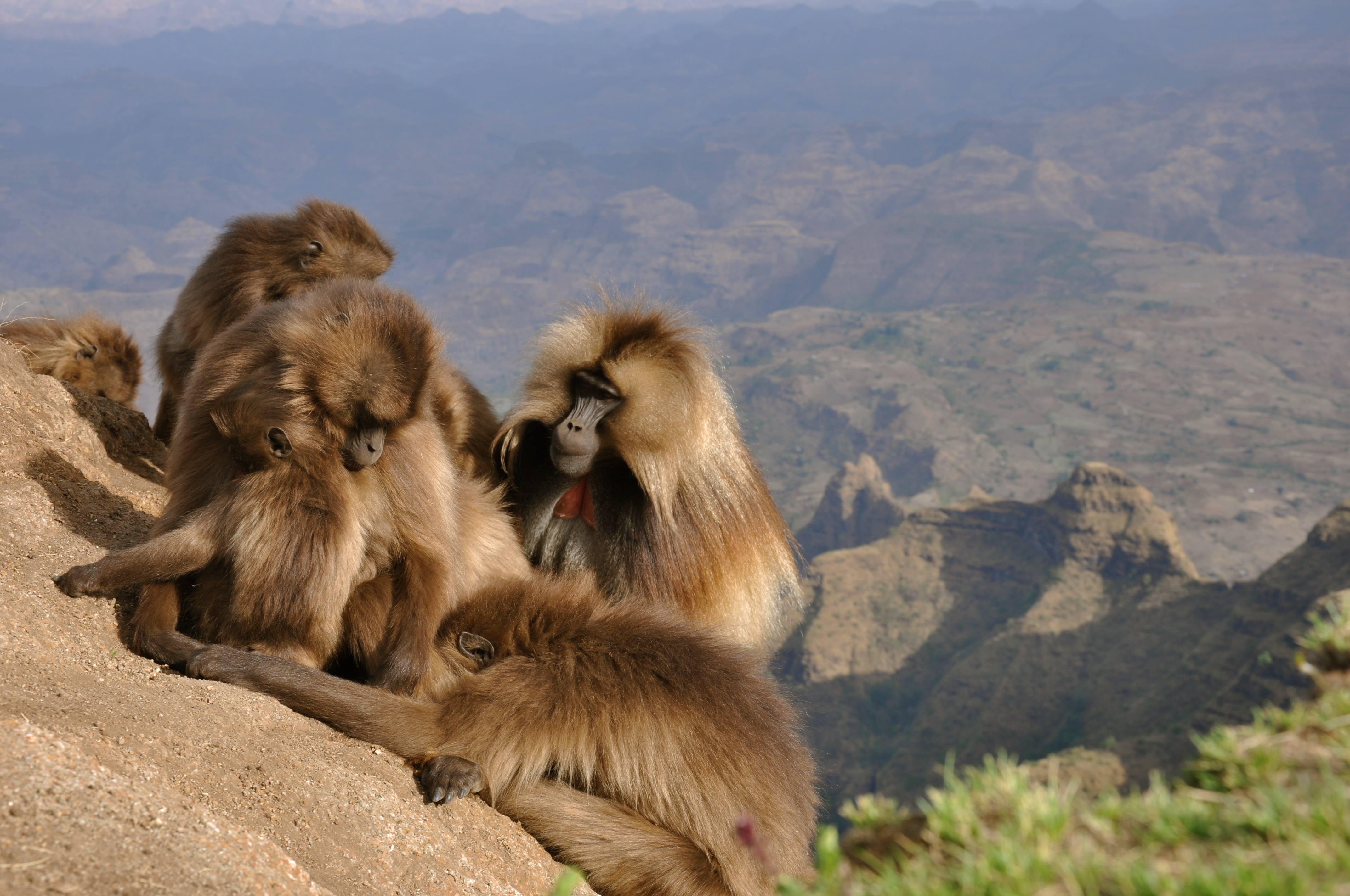 Destination Wild  Les merveilles de l'Afrique - Le Rwanda (2).jpg