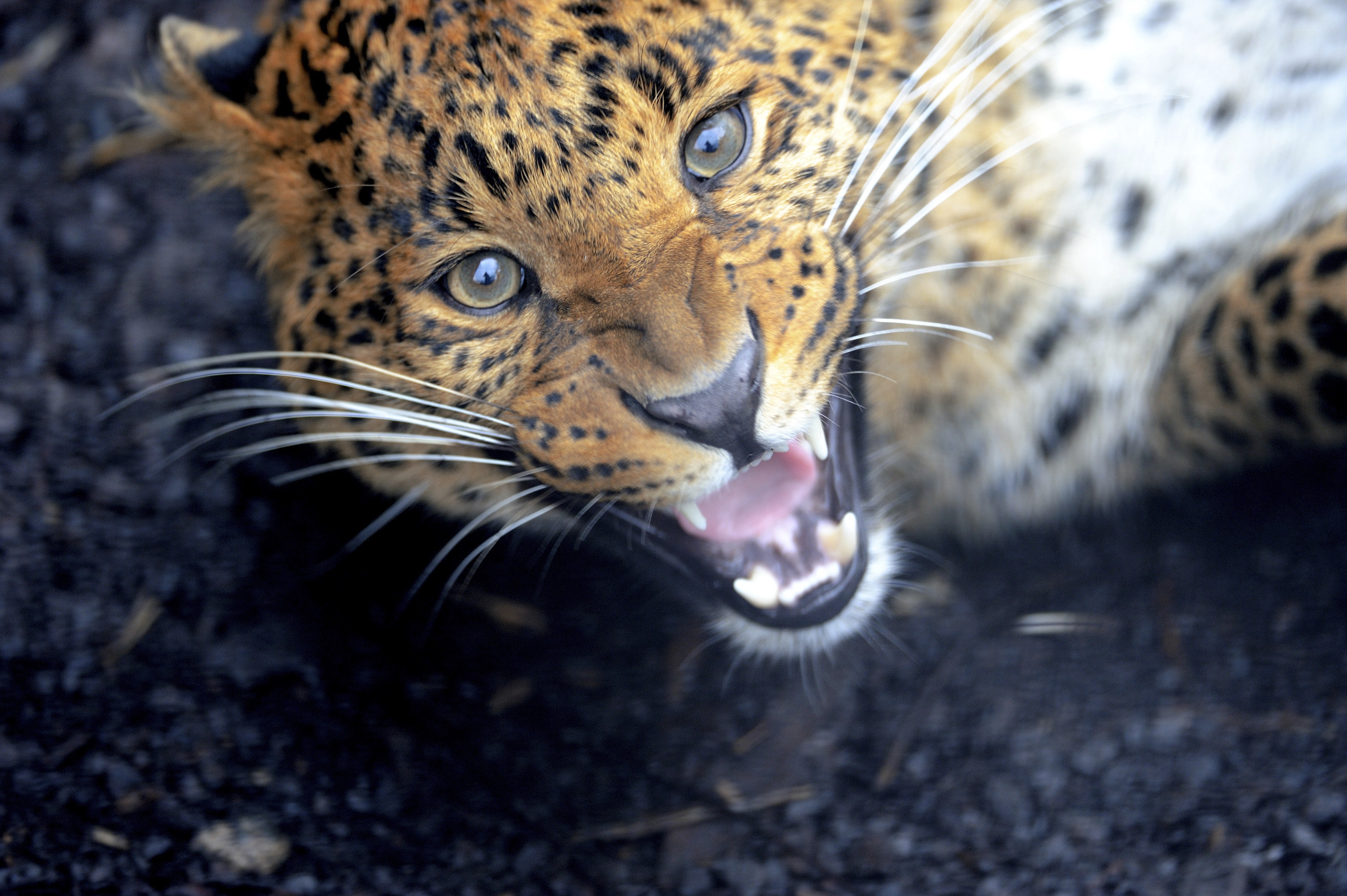 Animal Fight Club  Bagarres brutales (1).jpg