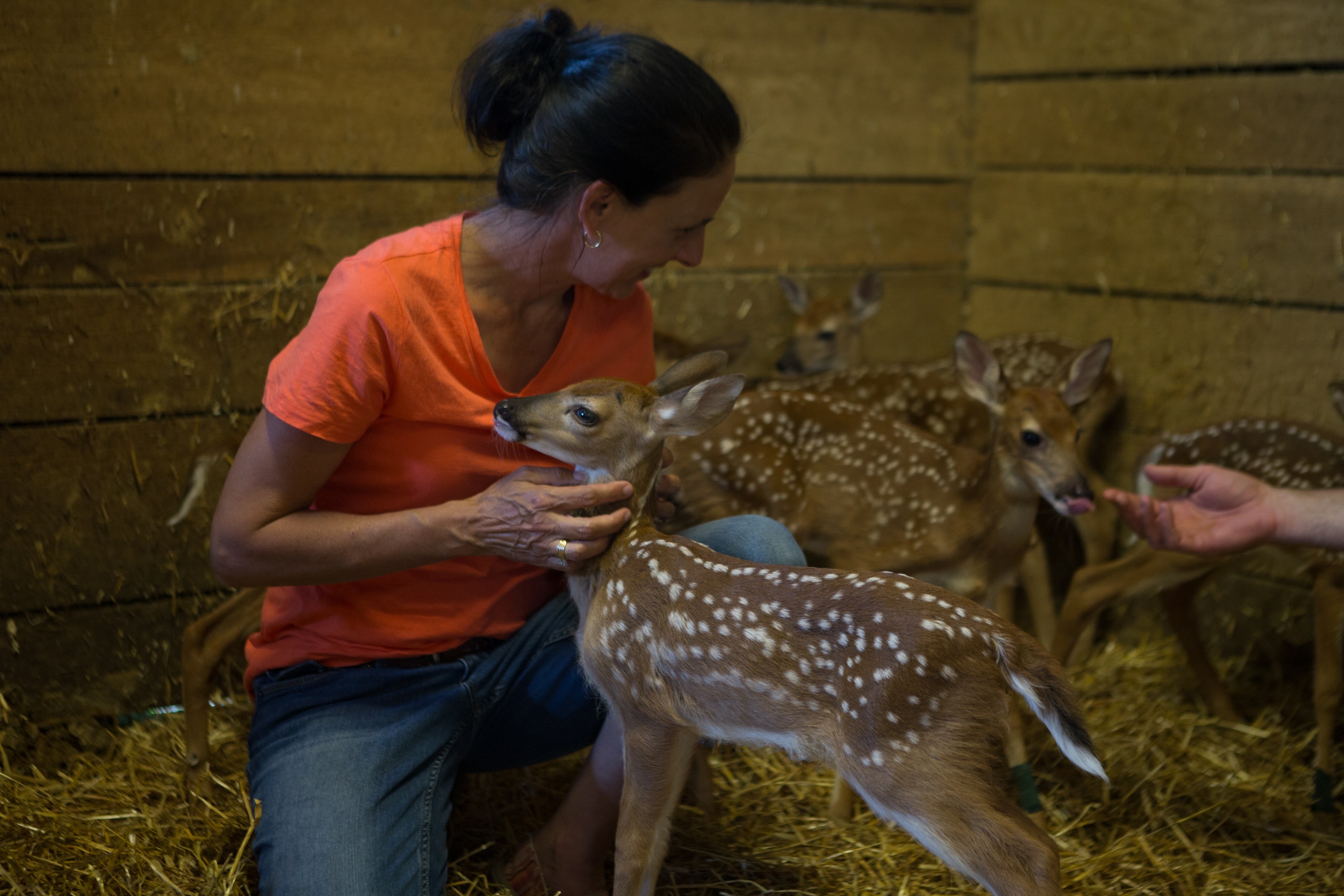 Le refuge du bonheur  Sauvez Bambi ! (2).jpg