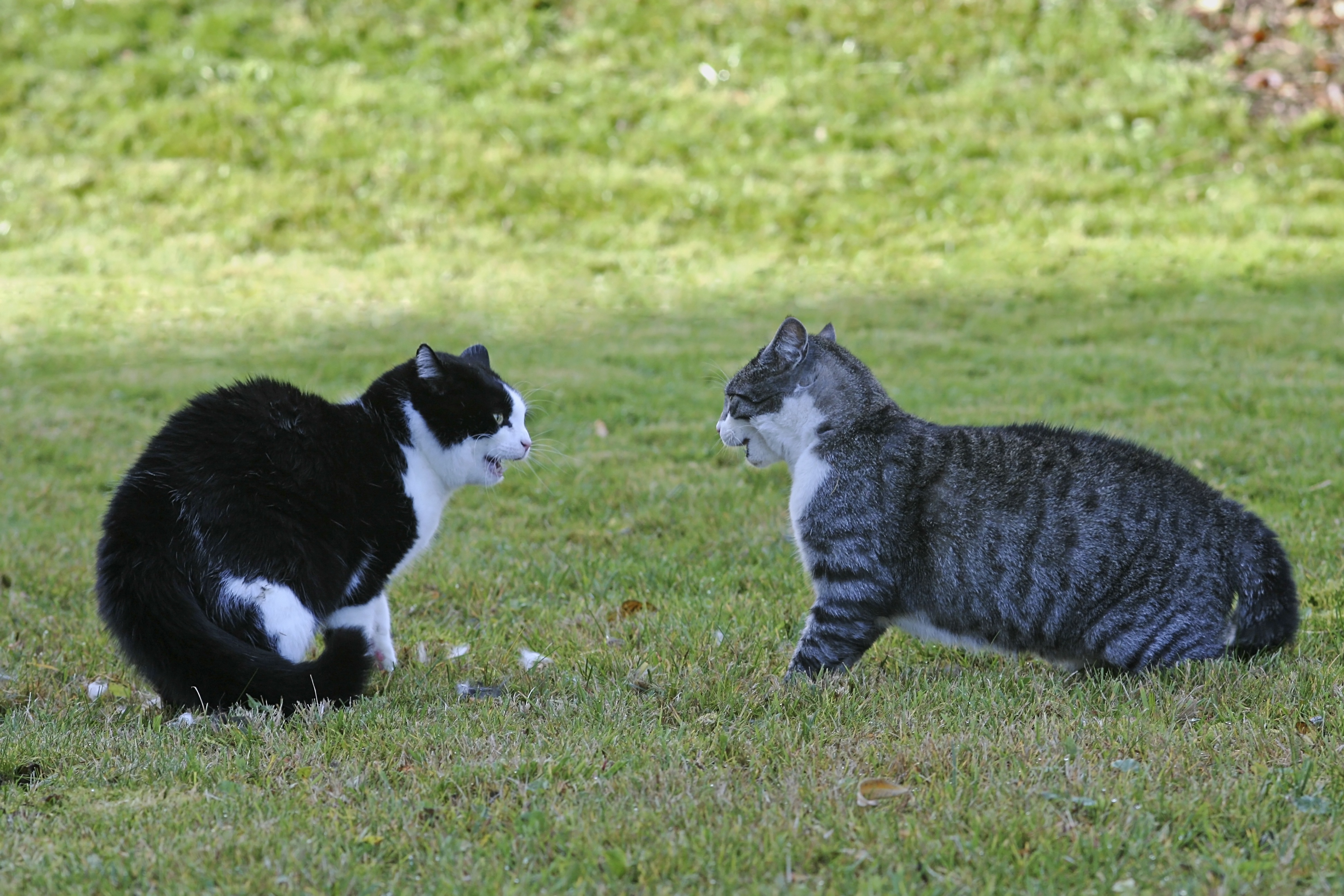 Animal Fight Club _ Le combat des félins.jpg