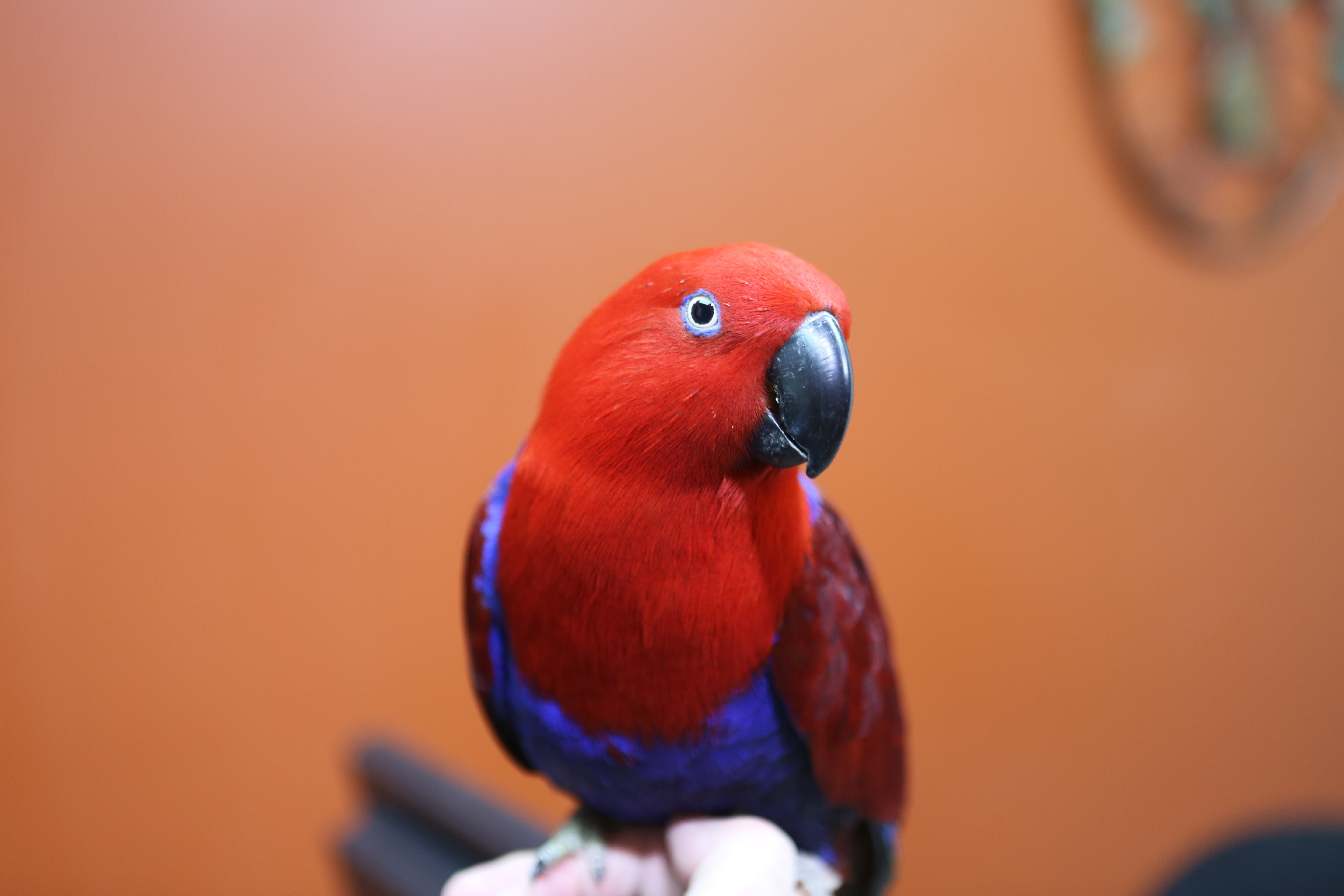 La clinique des animaux exotiques  Le défilé des excentriques (1).jpg