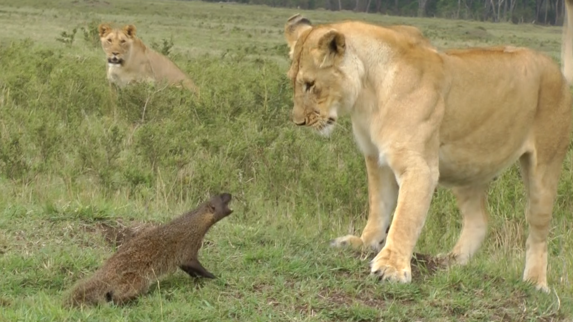 Animal Fight Club  Animaux meurtriers (2).tif