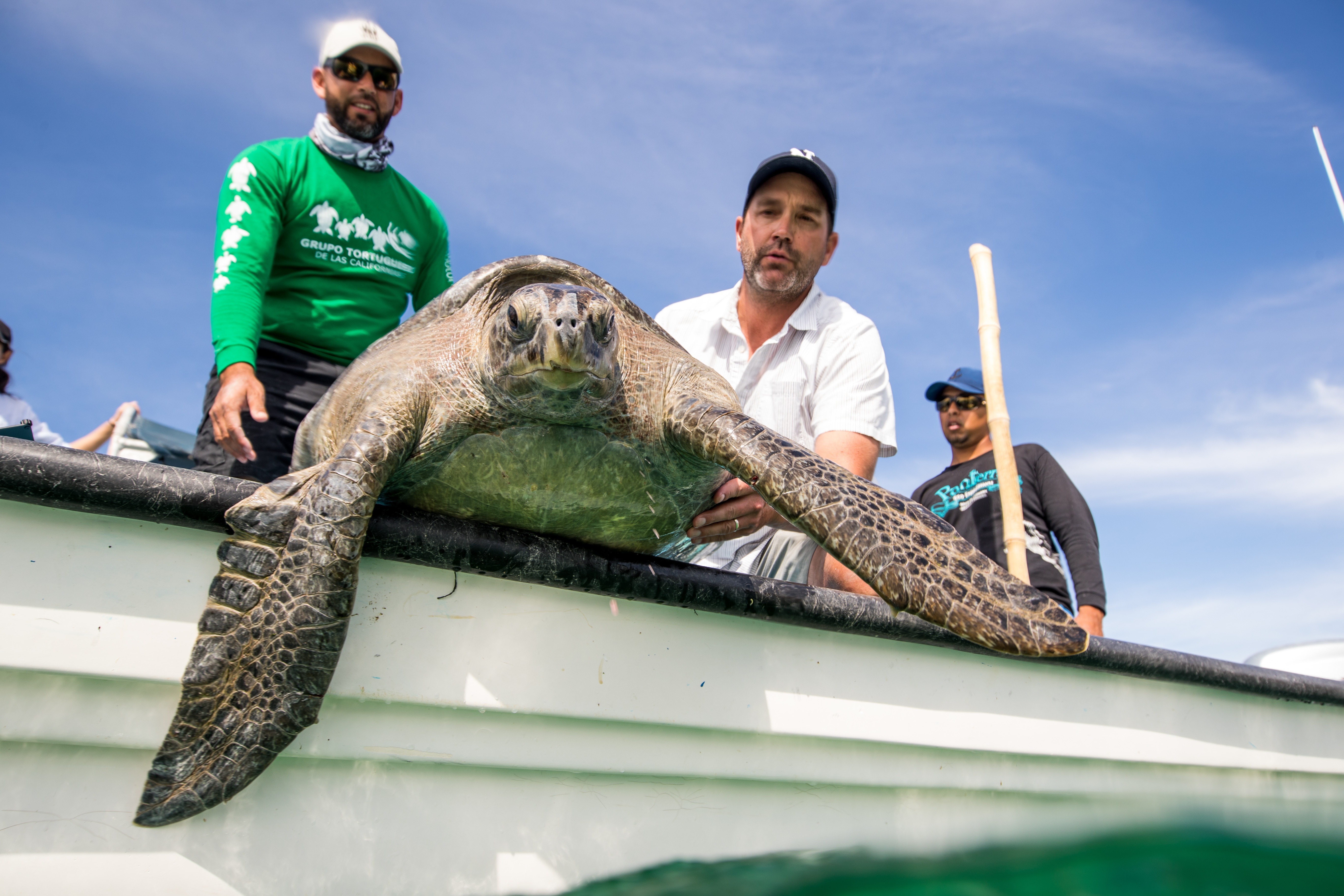 Bêtes de poissons (2).jpg