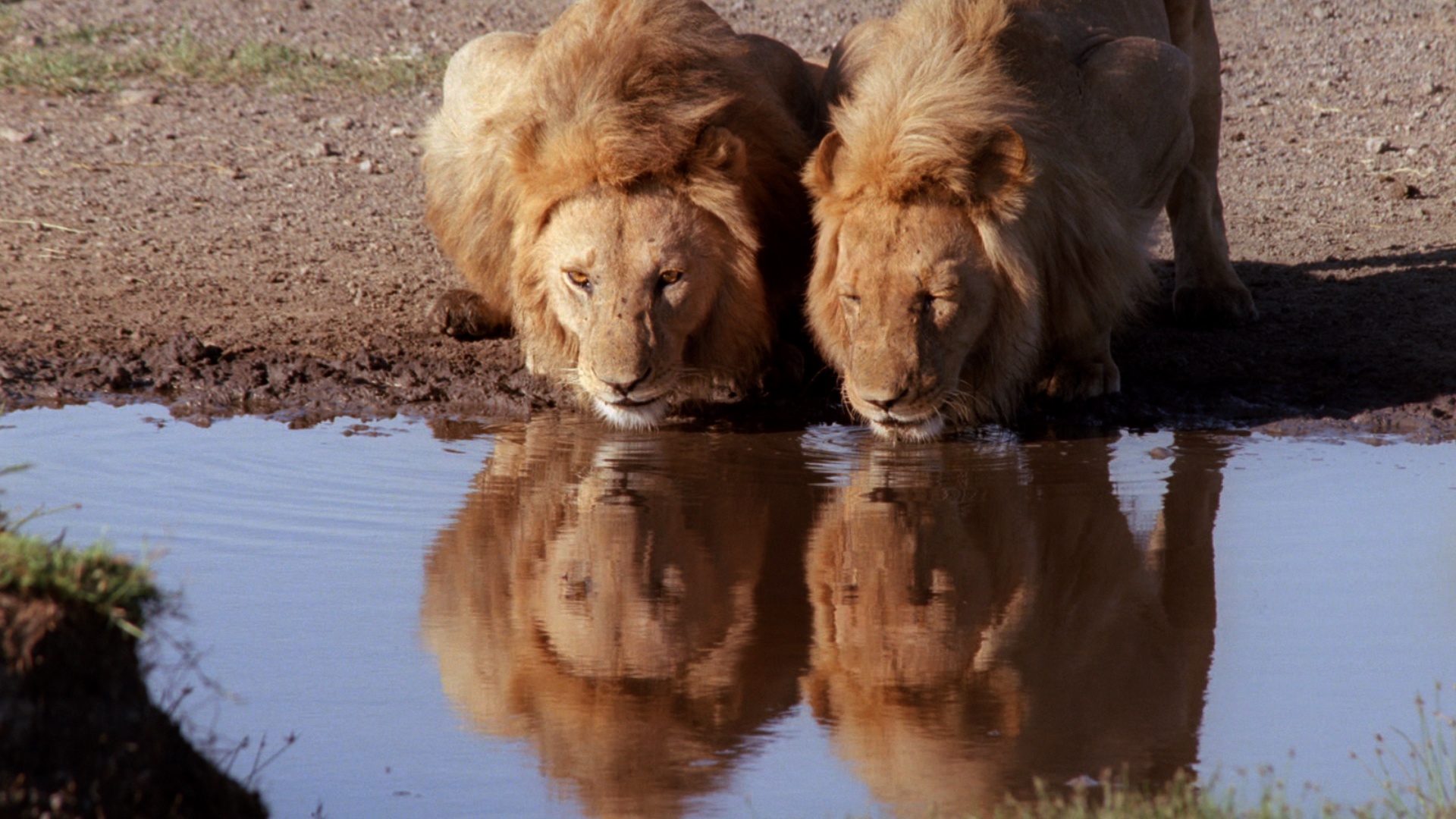 Les animaux déraillent  Intrépides et violents (1).JPG
