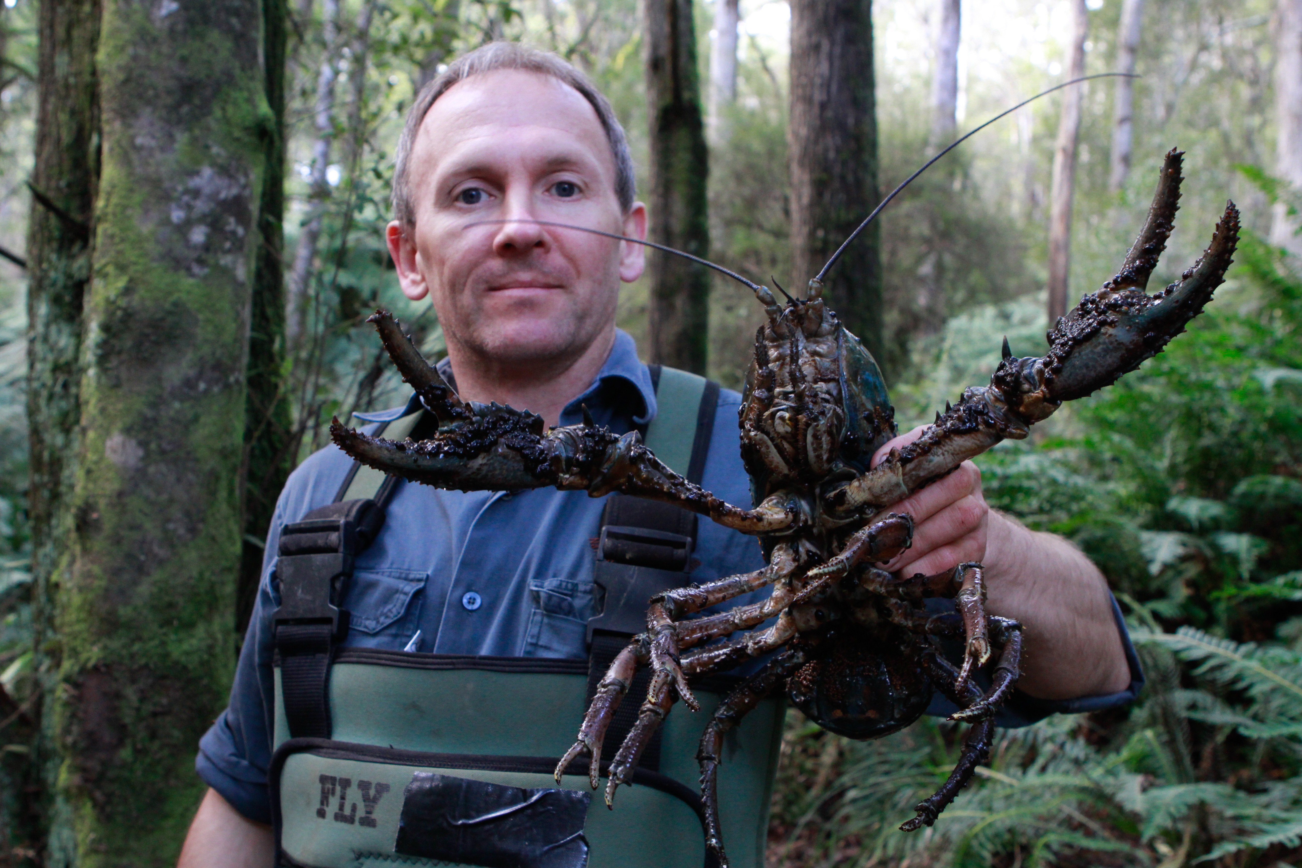 La belle et les bêtes  Un singe très bizarre1.jpg