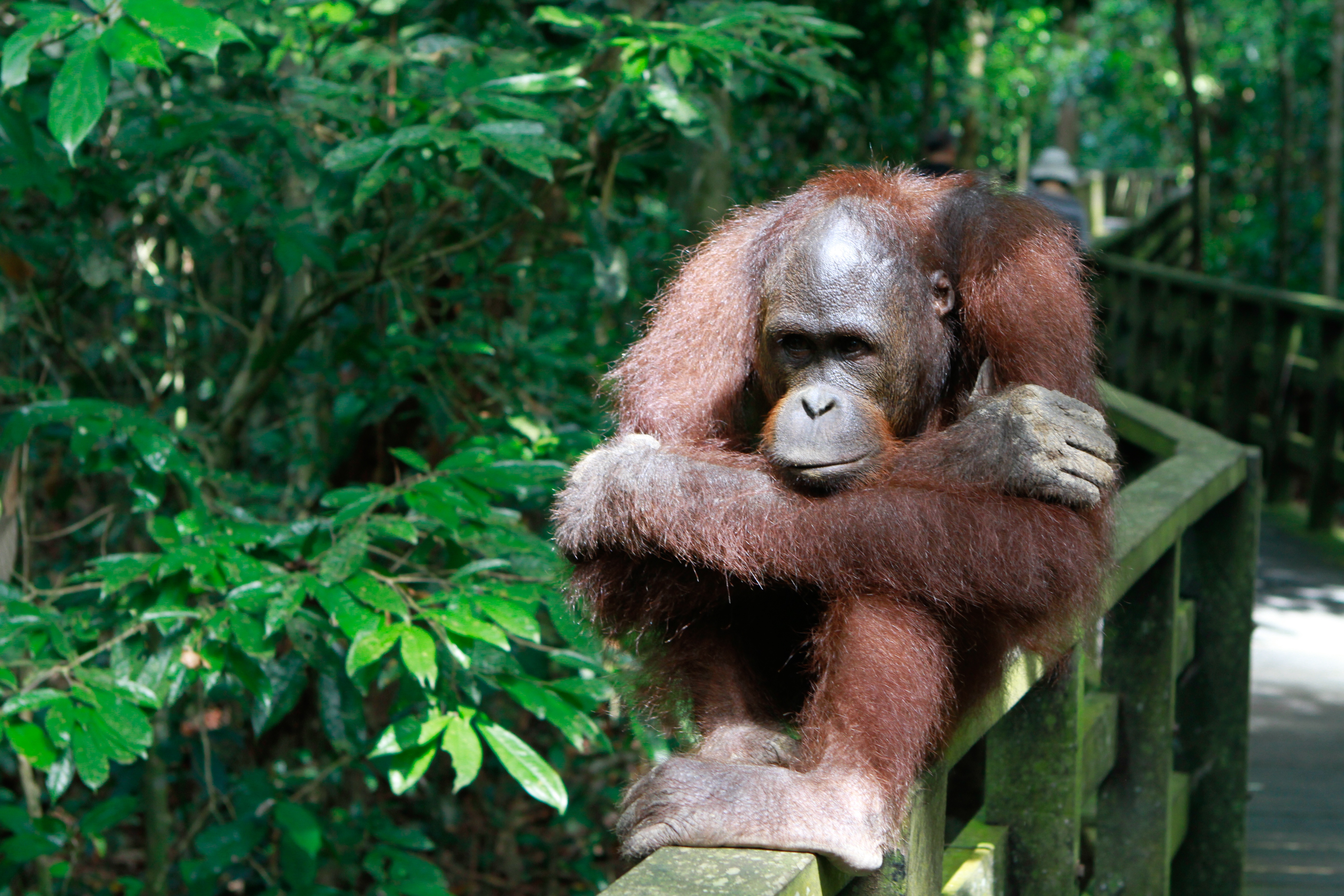 La belle et les bêtes  Un singe très bizarre2.jpg