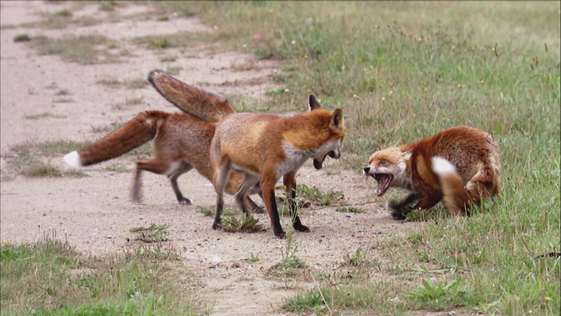 Animal Fight Club Plan d'attaque (2).jpg