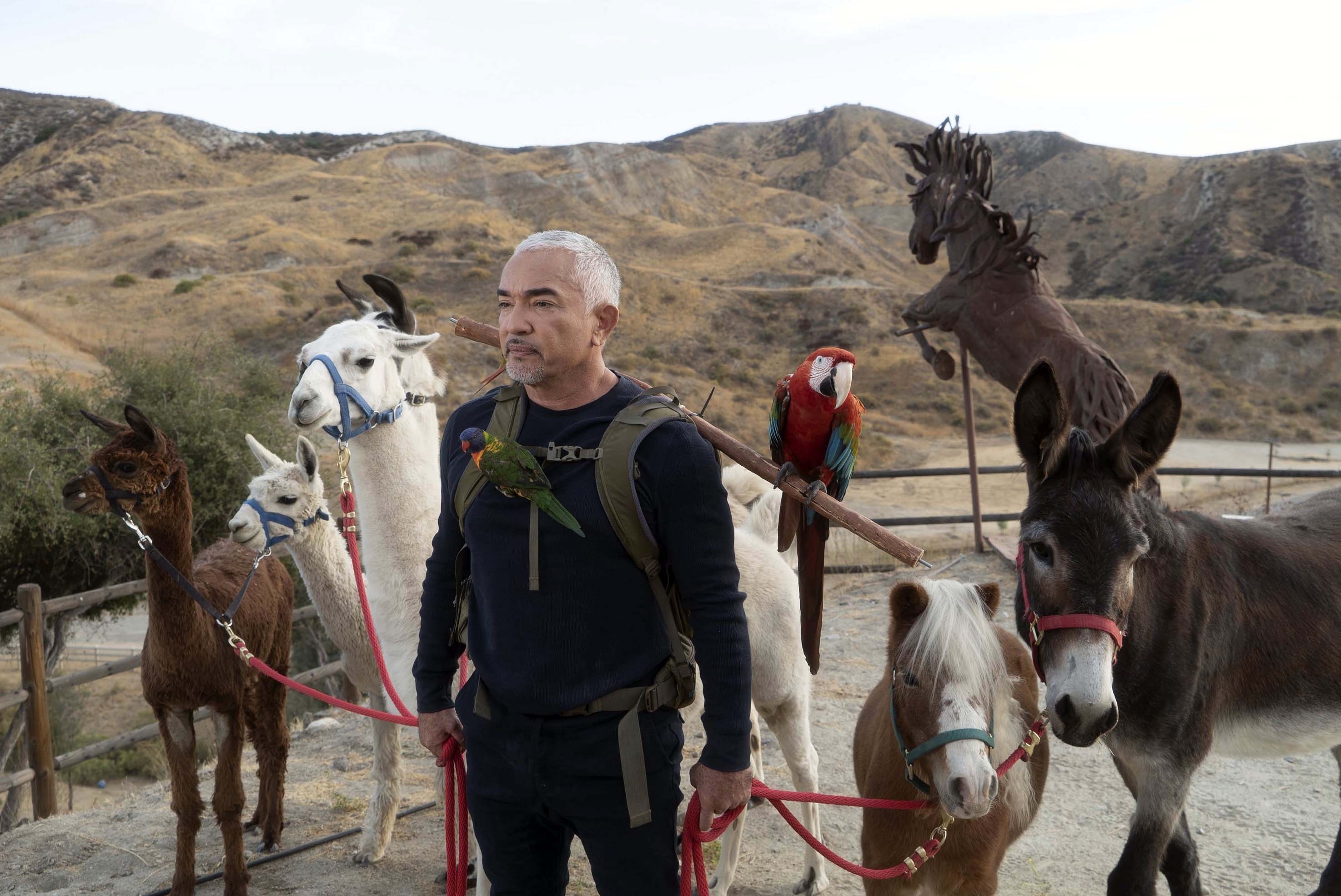 Cesar Millan  Tel maître, tel chien  Apte au service (2).jpg
