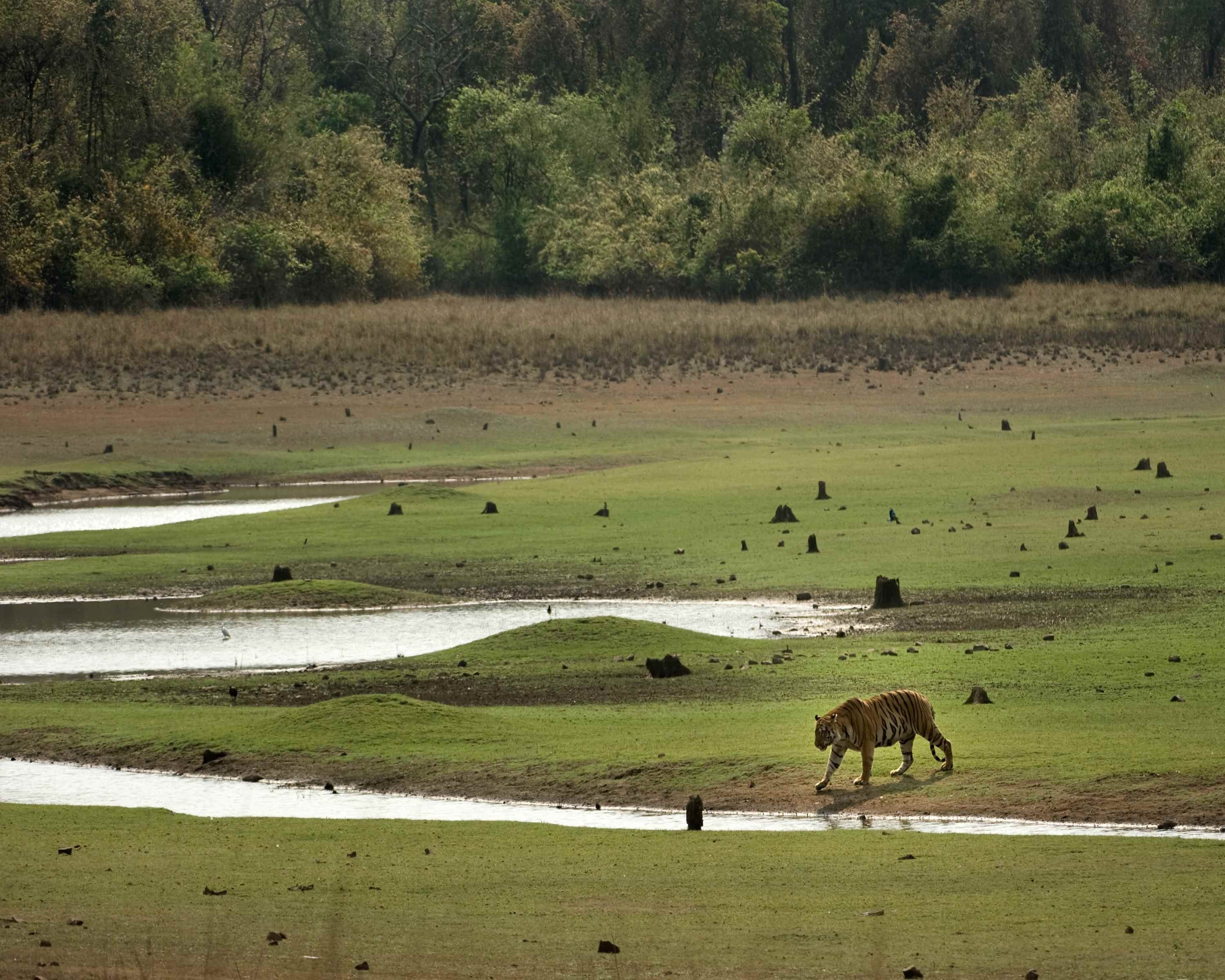 Destination Wild  Inde, les rois de la jungle (2).JPG