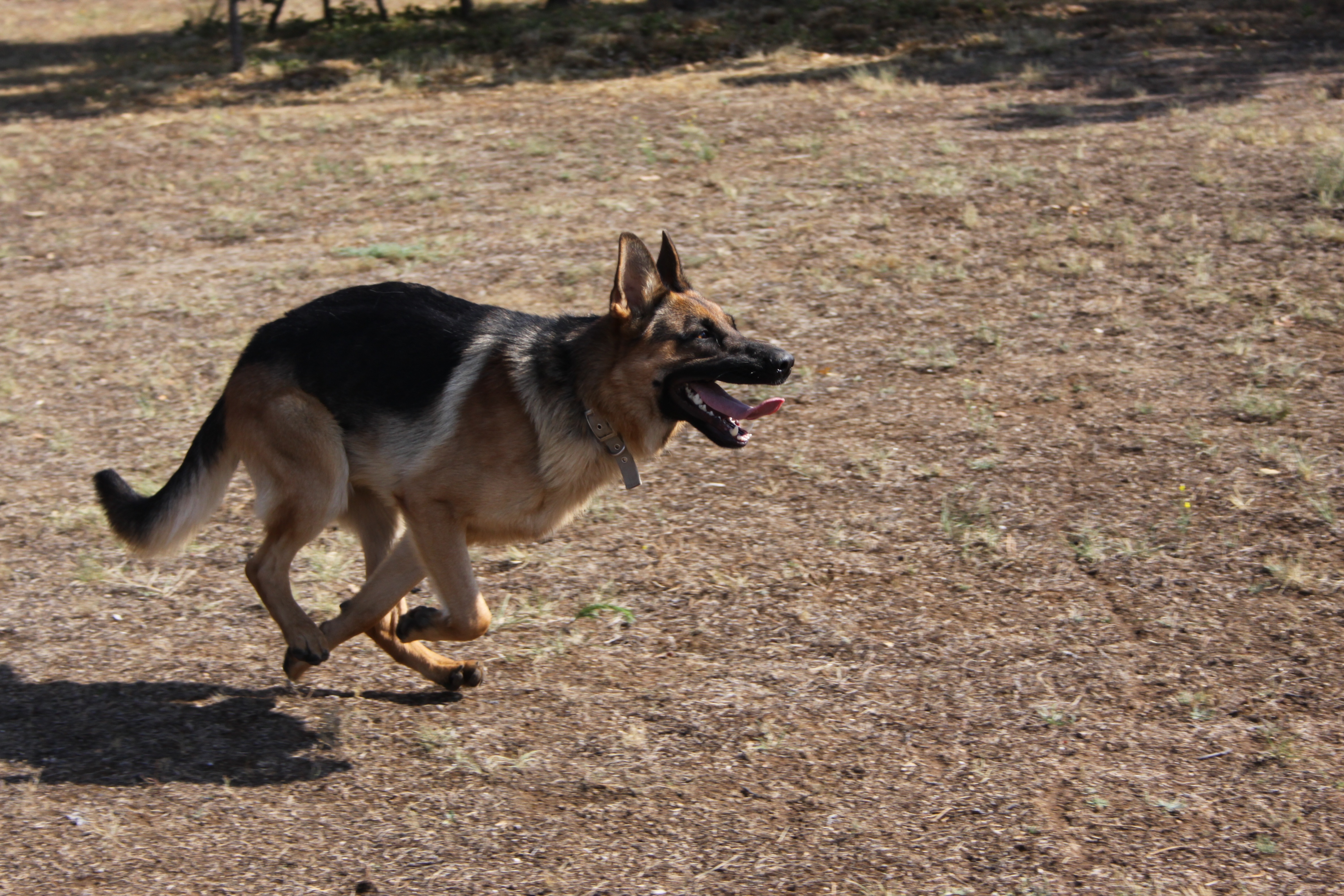Super Cesar  Quand Harry rencontre Cesar (1).jpg