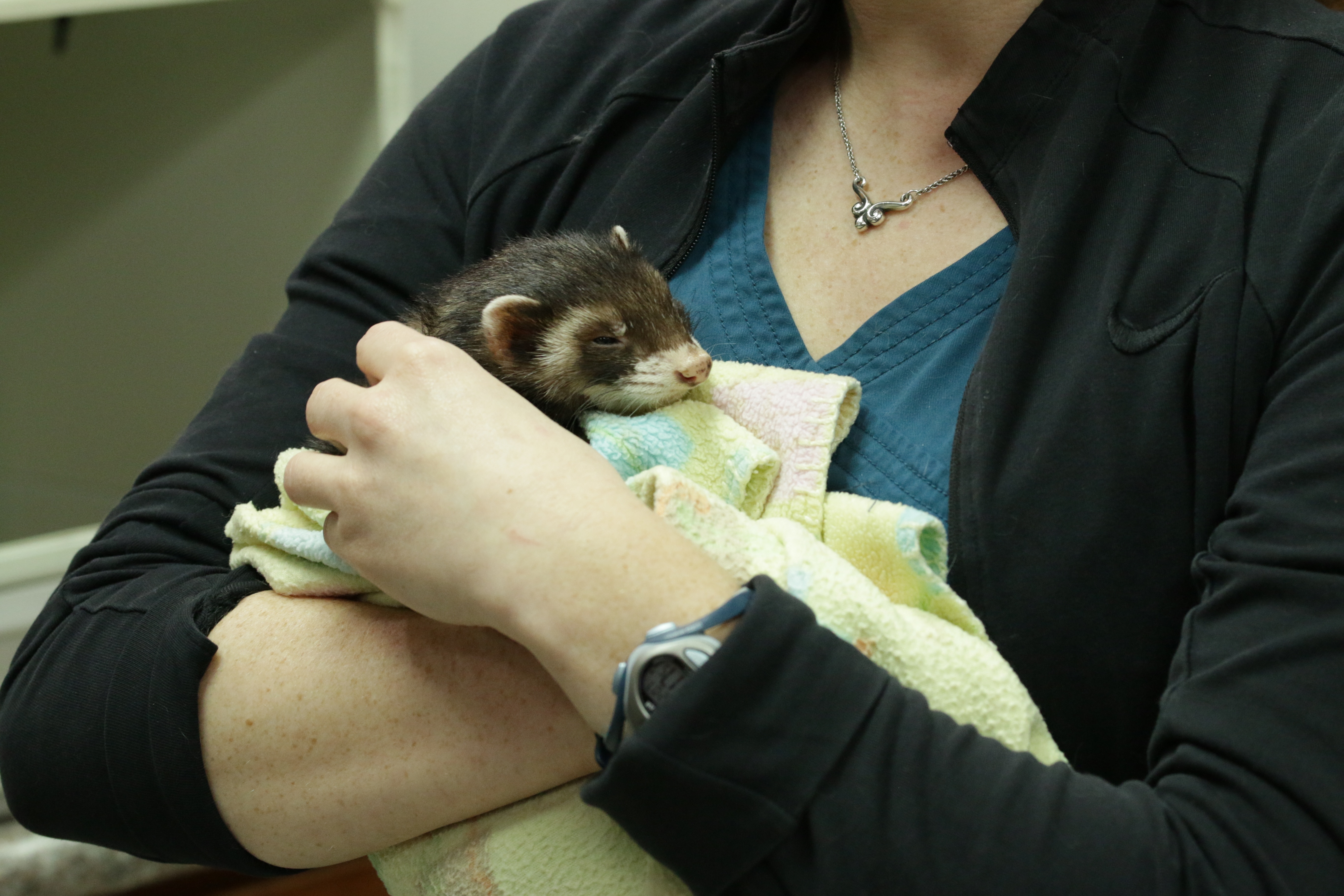 La clinique des animaux exotiques  Maux de ventre suspects (3).jpg