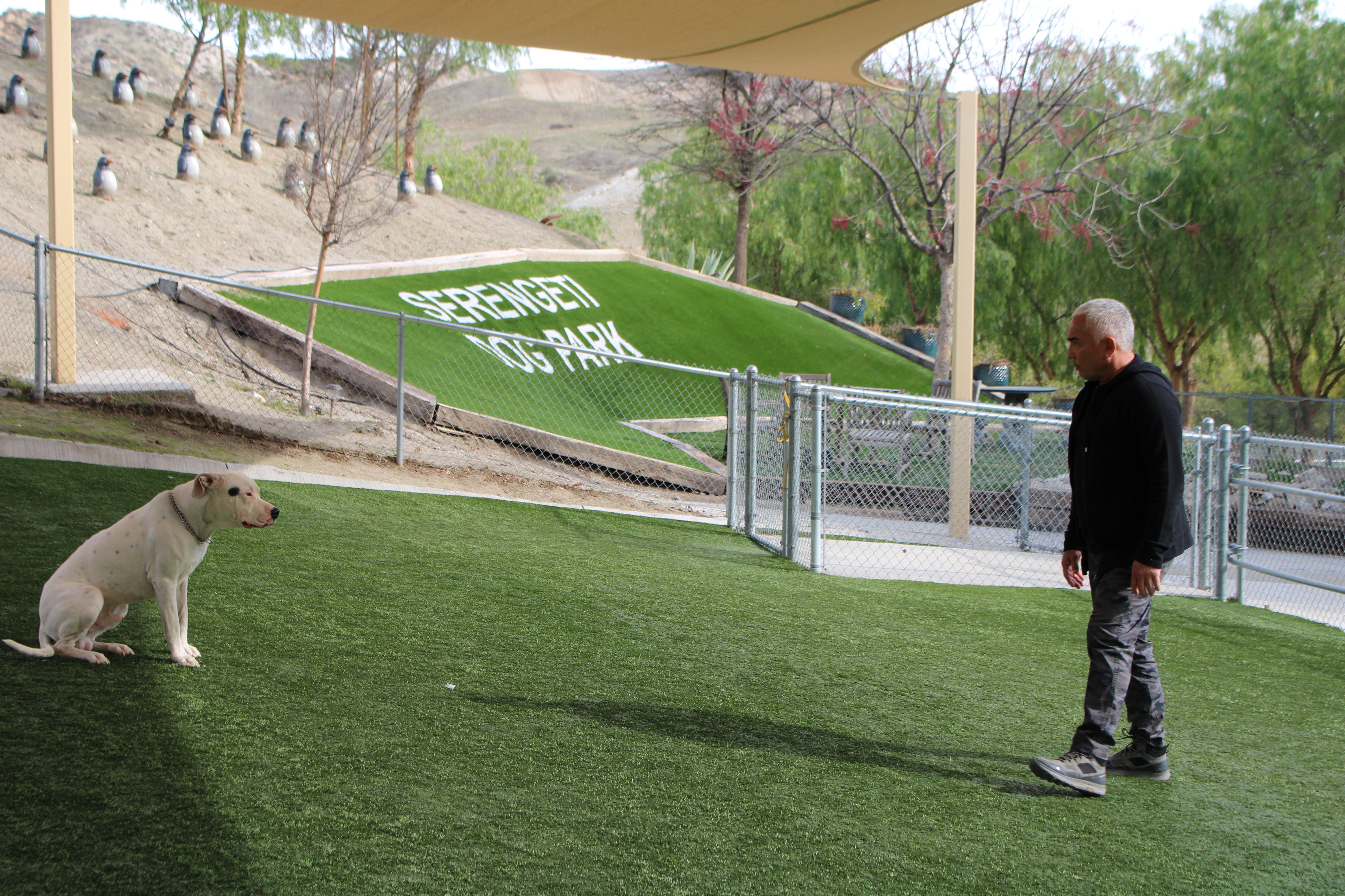 Cesar Millan  Tel maître, tel chien - Bombe à retardement (2).jpg