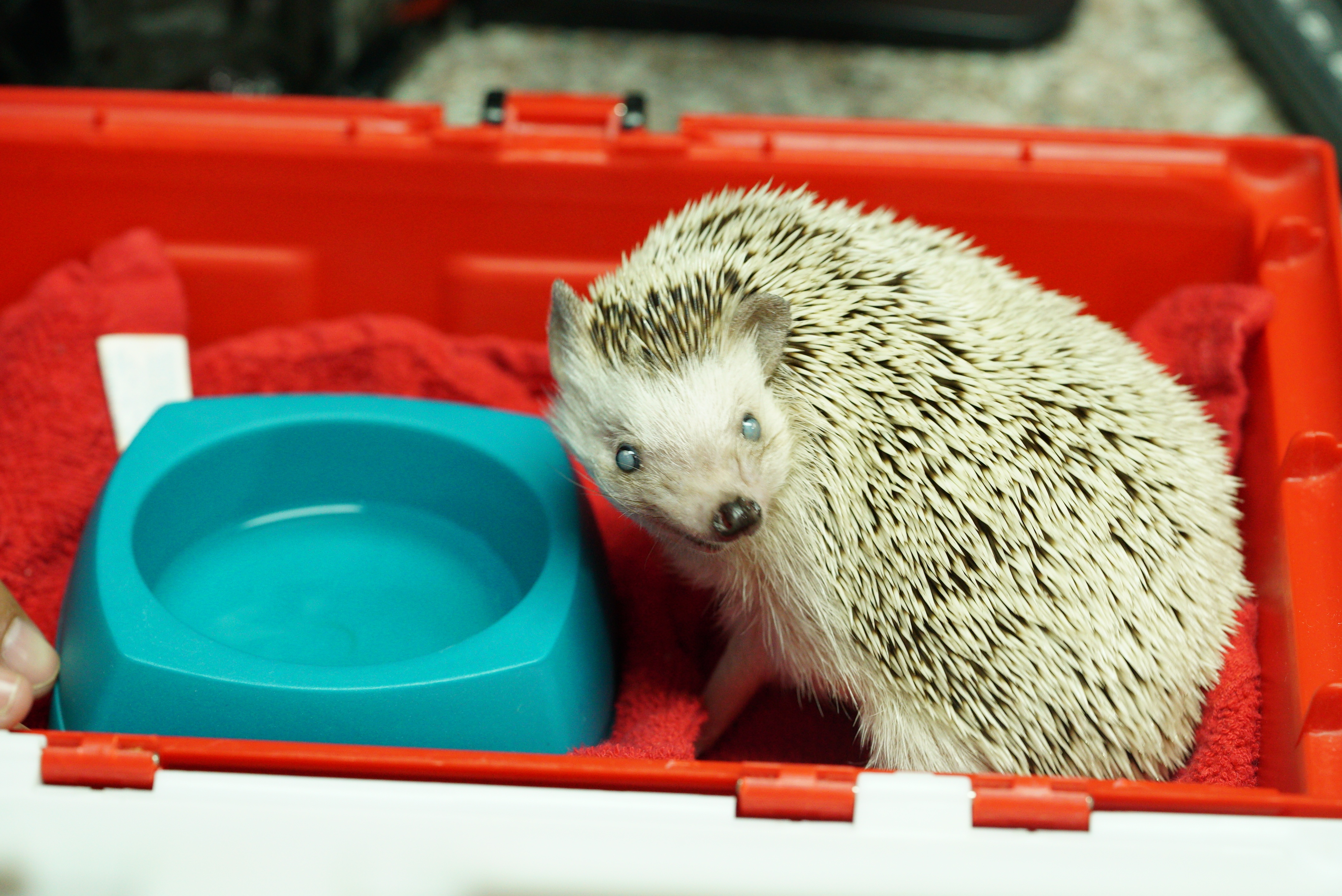 La clinique des animaux exotiques  Cas peu communs (3).jpg