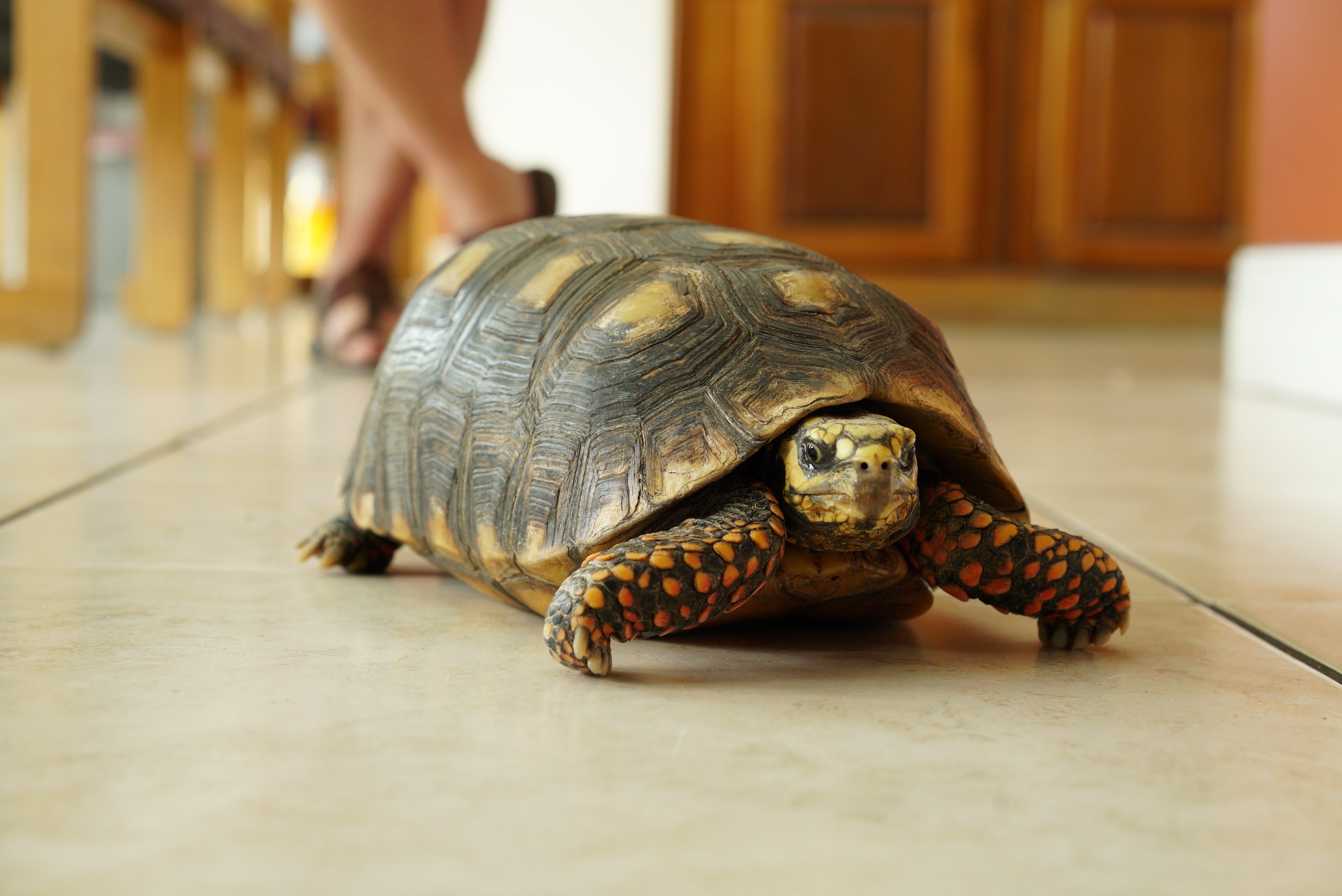 La clinique des animaux exotiques  Opération tortue (2).jpg