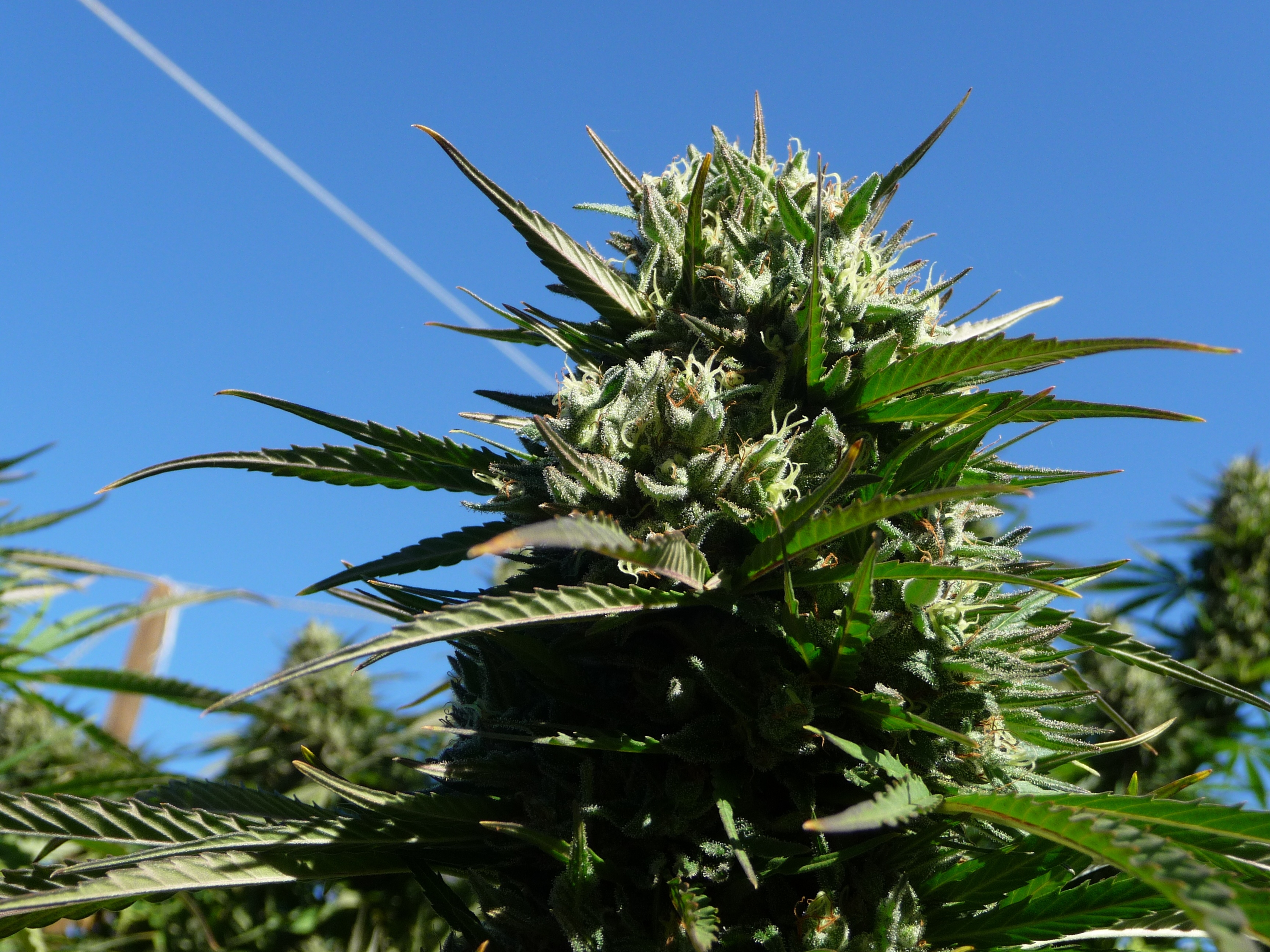 Marijuana la ruée vers l'or vert (1).JPG