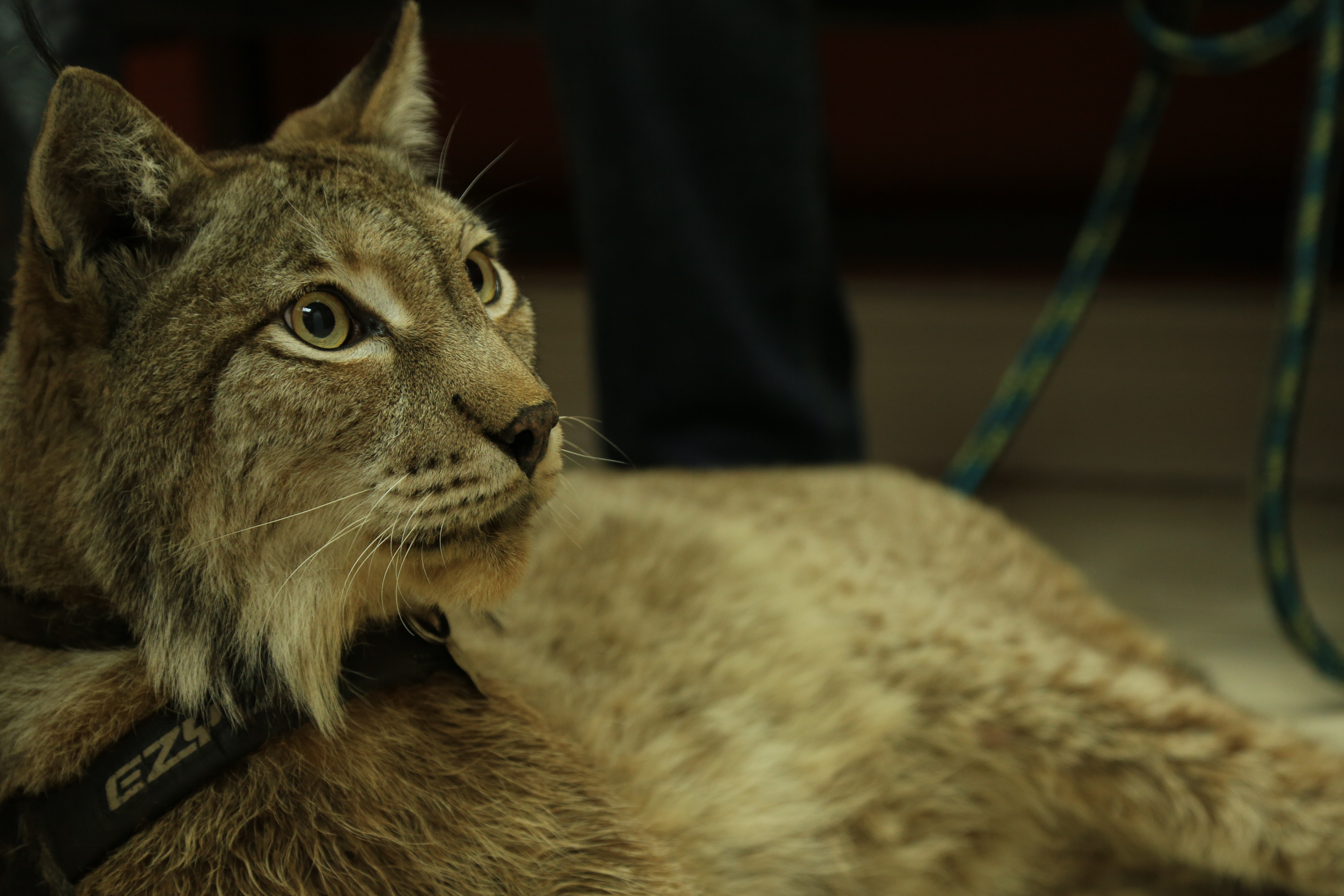 La clinique des animaux exotiques  Un lynx stressé (2).jpg